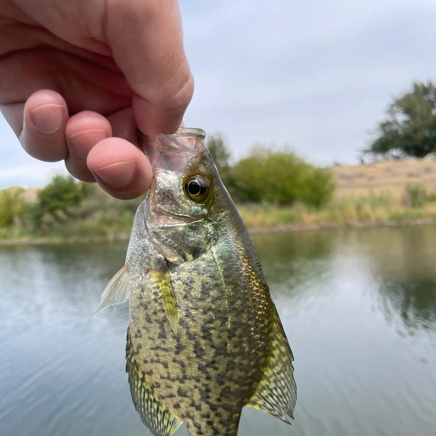 Black crappie caught on Fishbrain