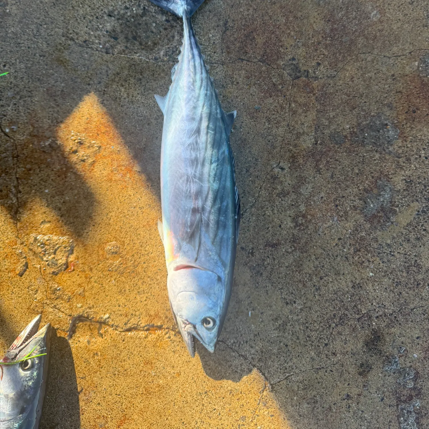 Pacific bonito caught on Fishbrain