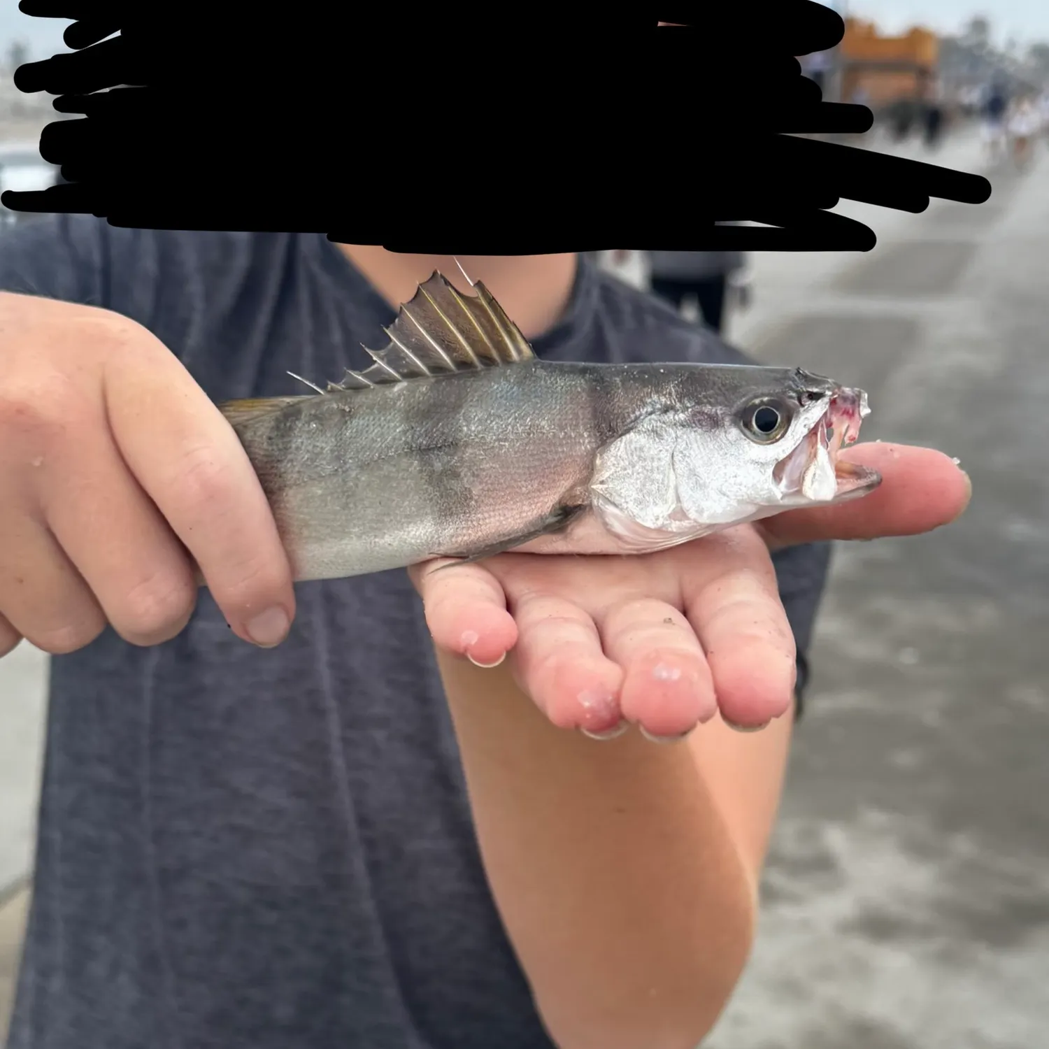 The most recent White seabass catches on Fishbrain