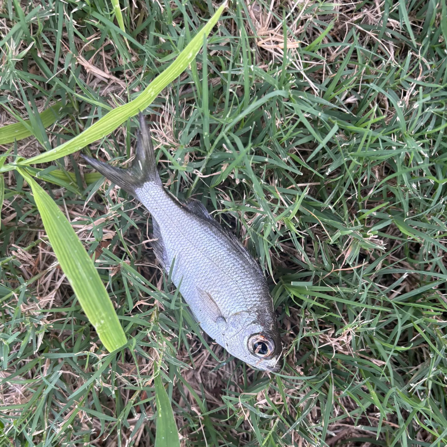 The most recent Reticulated flagtail catches on Fishbrain