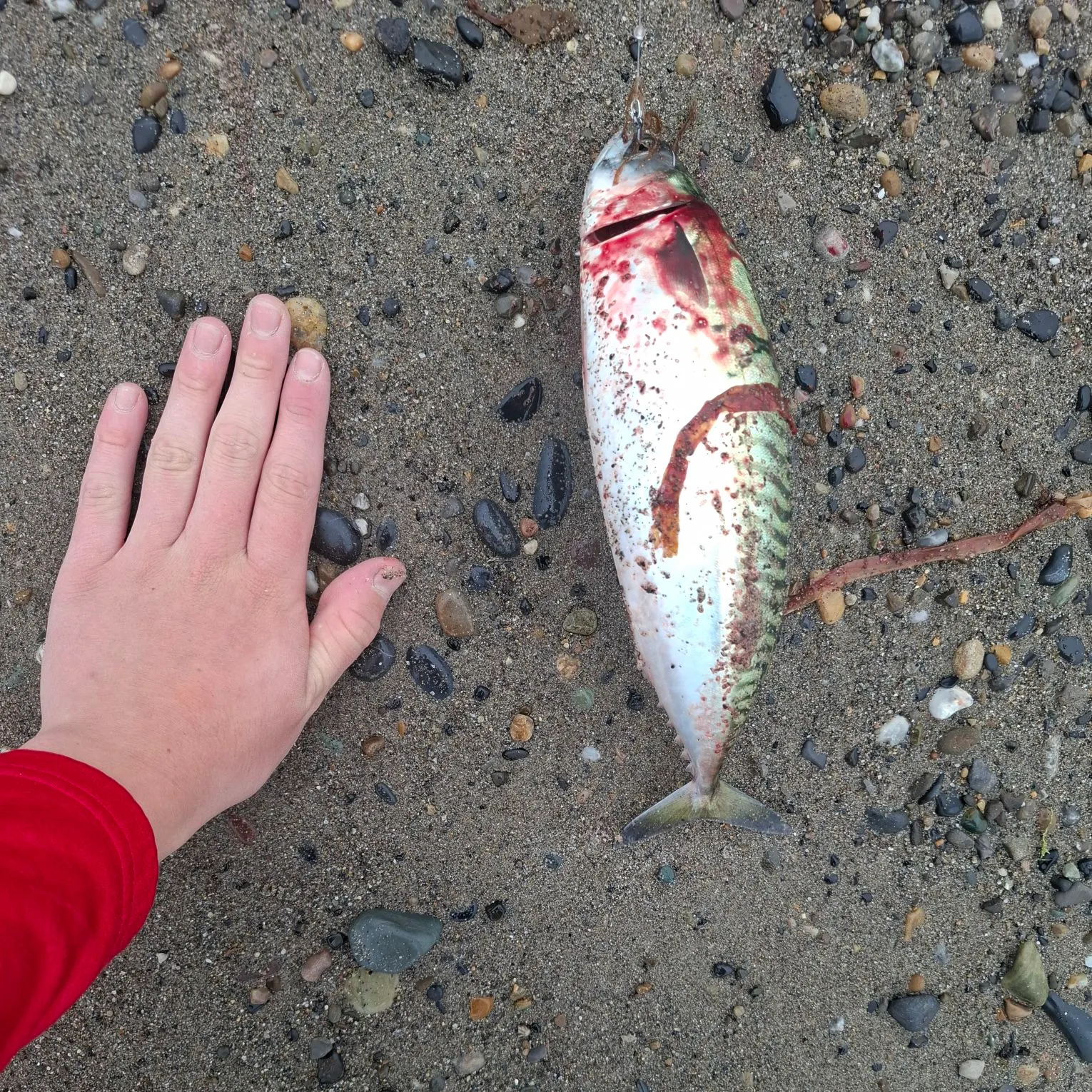 Atlantic mackerel caught on Fishbrain
