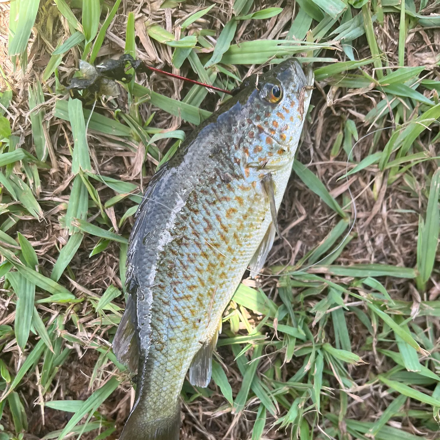 The most recent Spangled perch catches on Fishbrain
