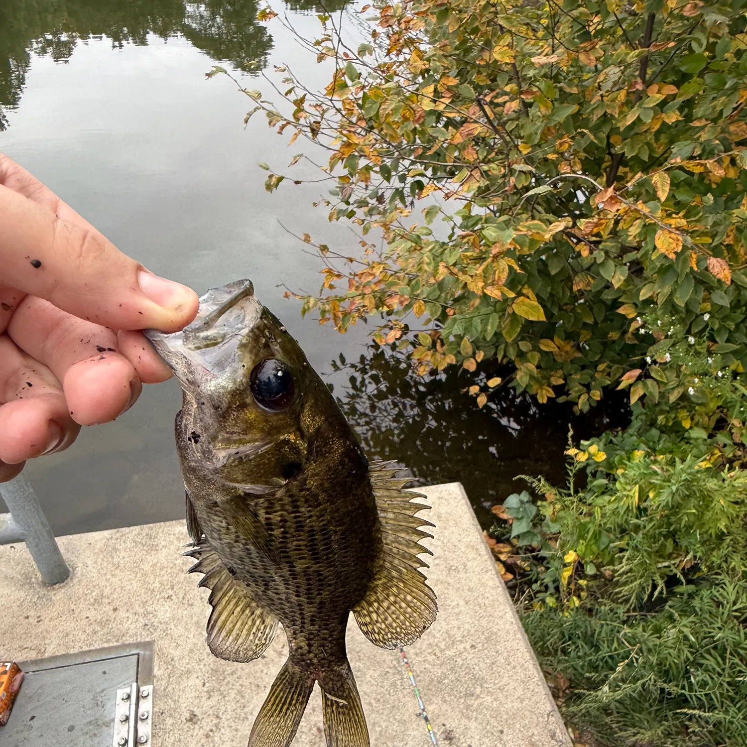 Rock bass caught on Fishbrain