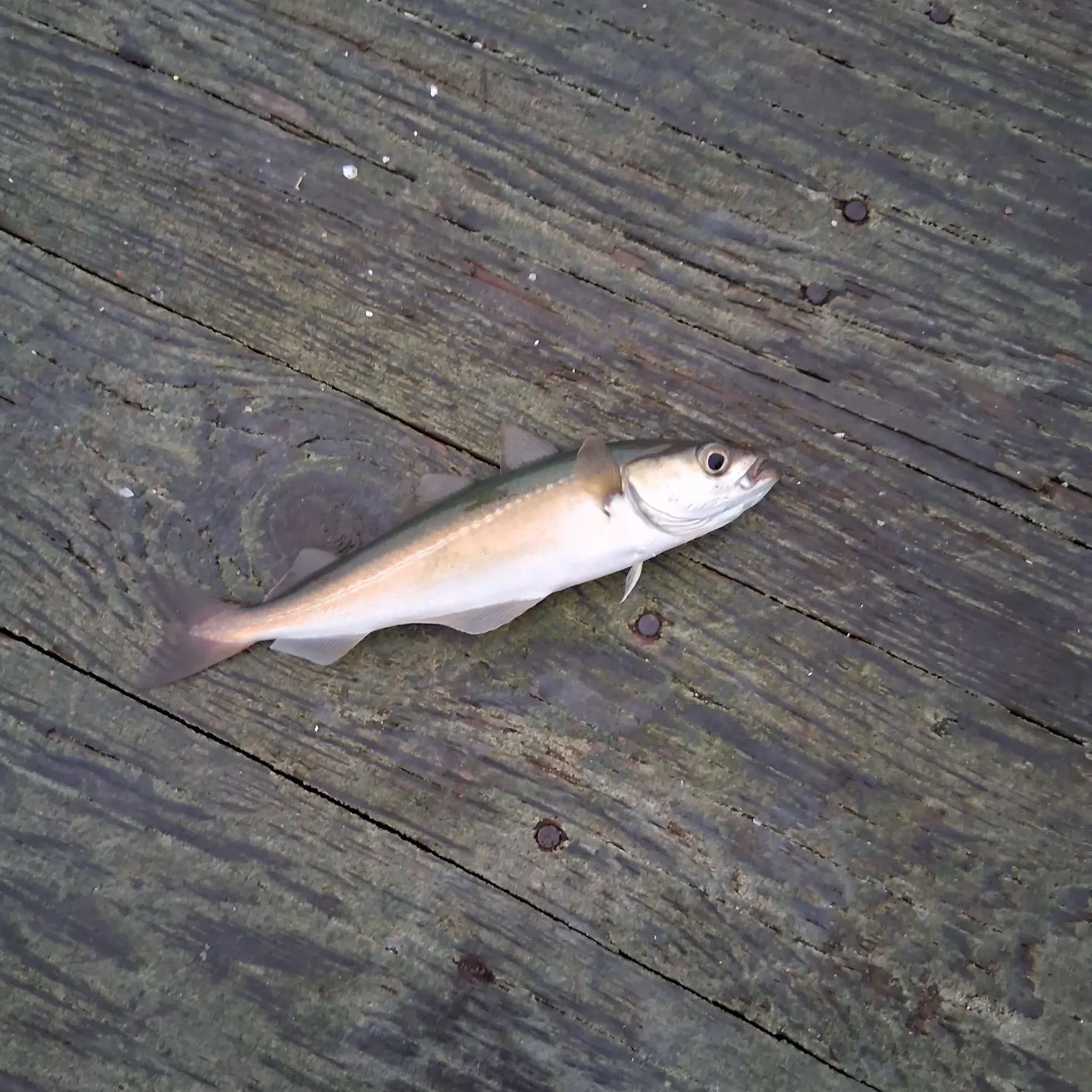 Atlantic pollock caught on Fishbrain