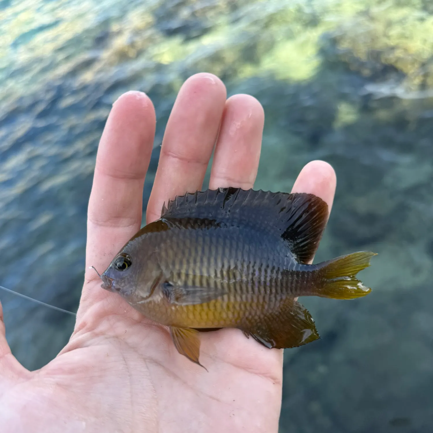 The most recent Threespot damselfish catches on Fishbrain