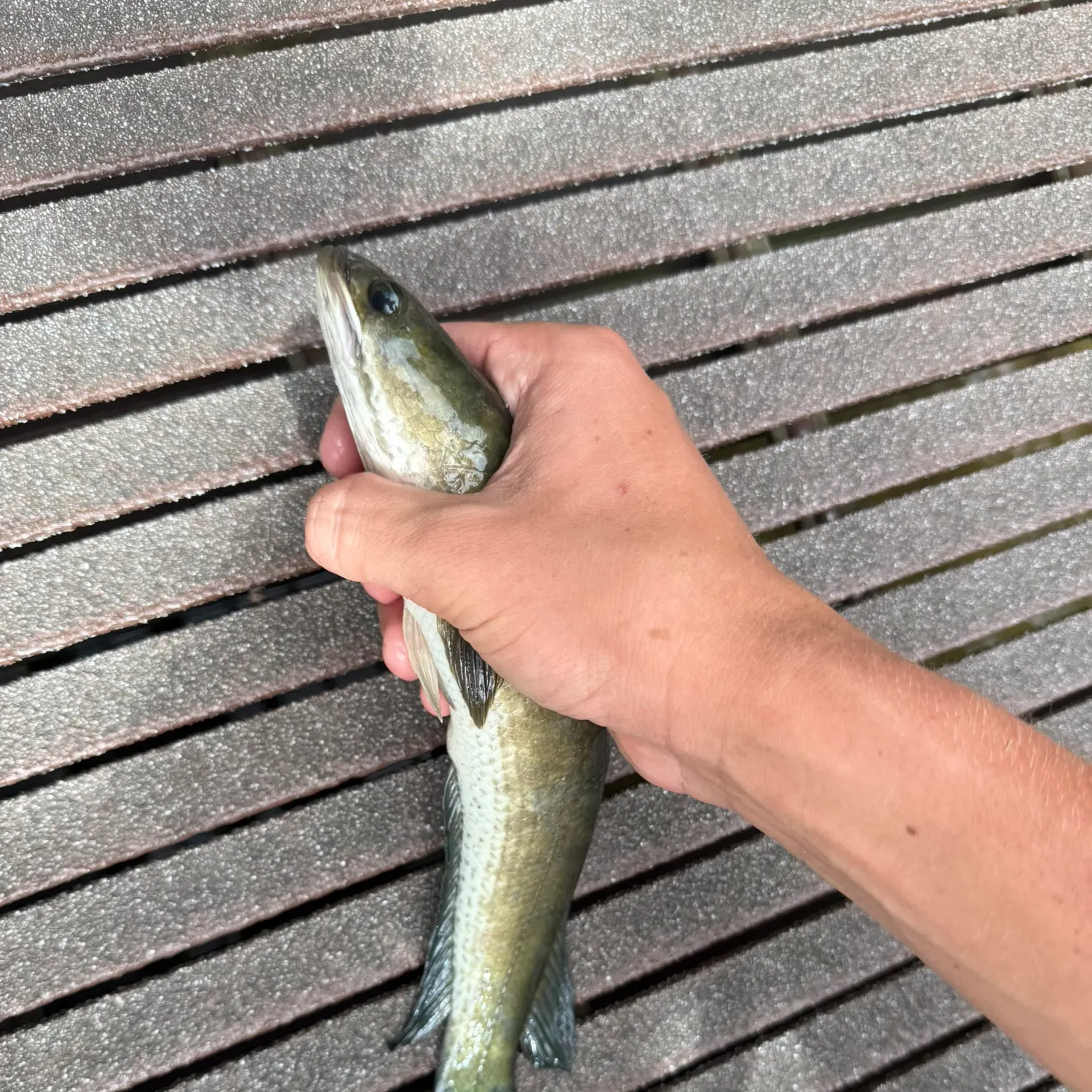 The most recent Striped snakehead catches on Fishbrain