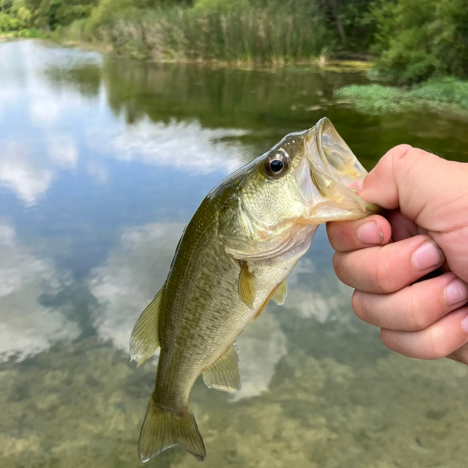Largemouth bass caught on Fishbrain