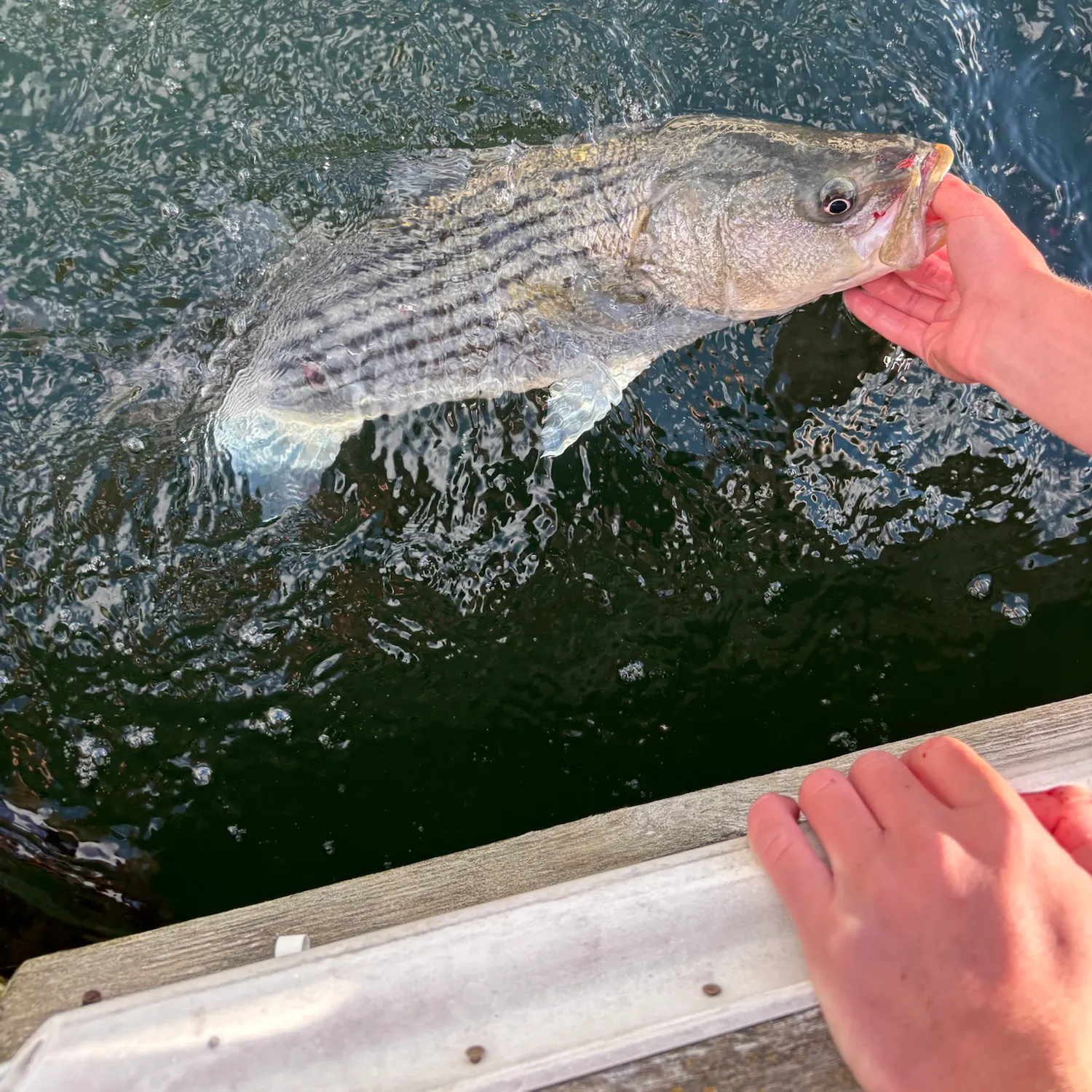 Striped bass caught on Fishbrain