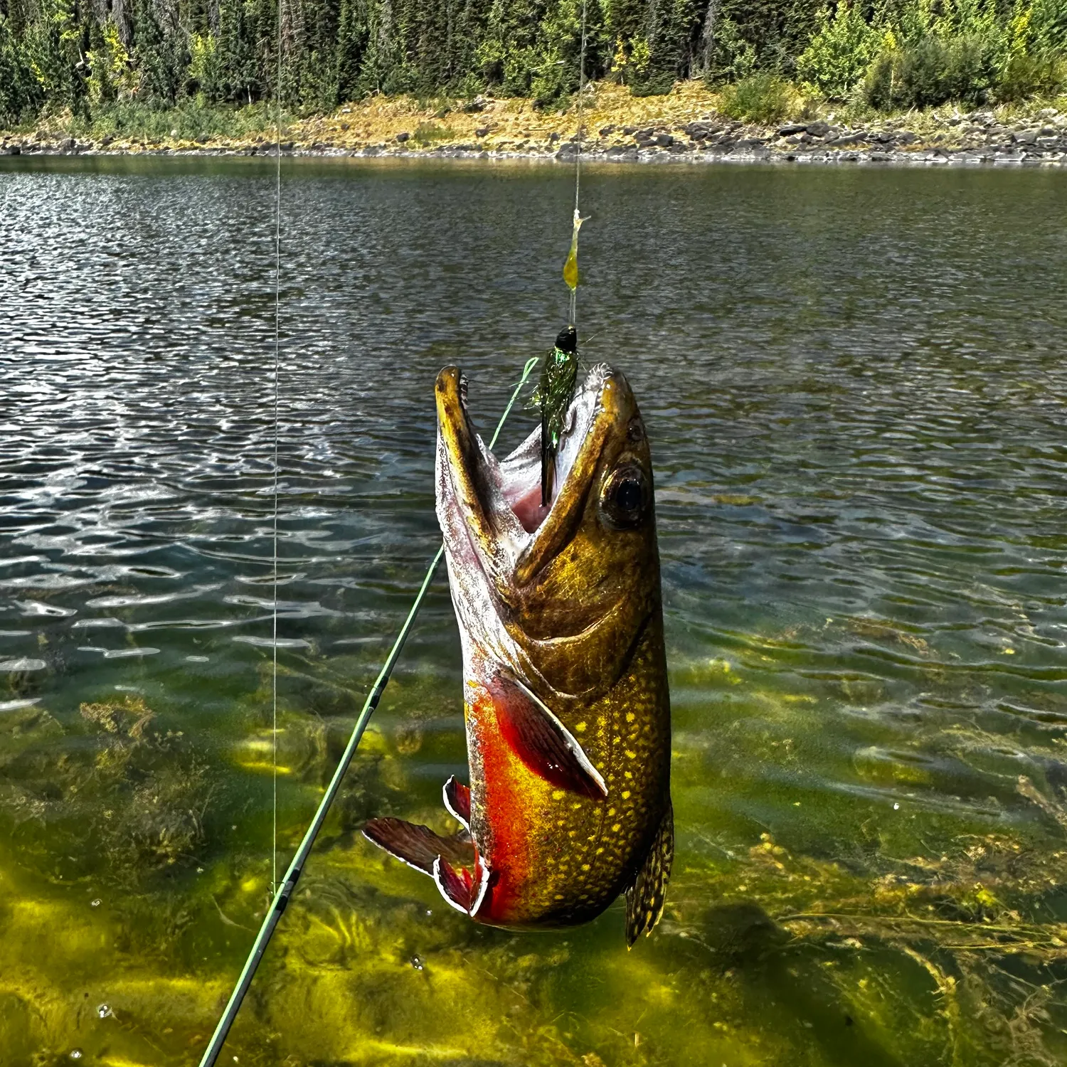 Brook trout caught on Fishbrain