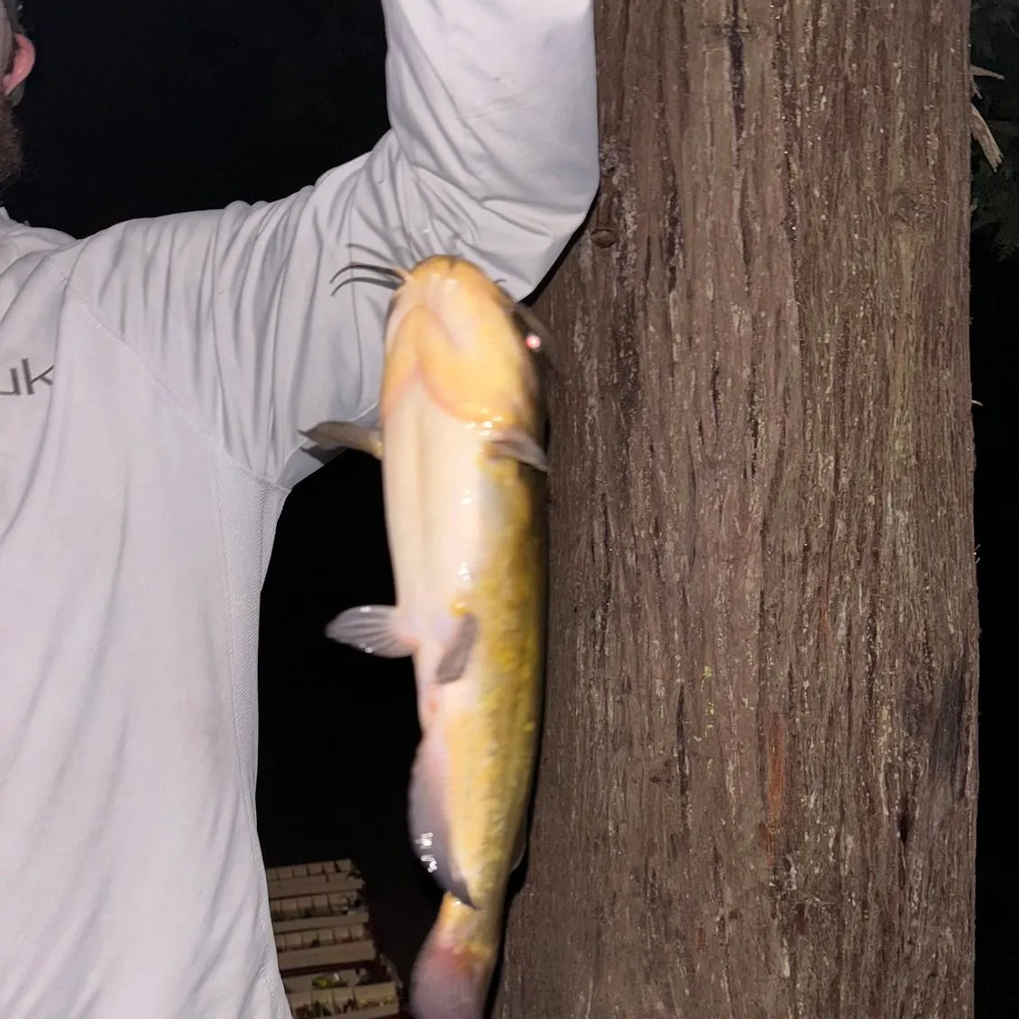 Yellow bullhead caught on Fishbrain