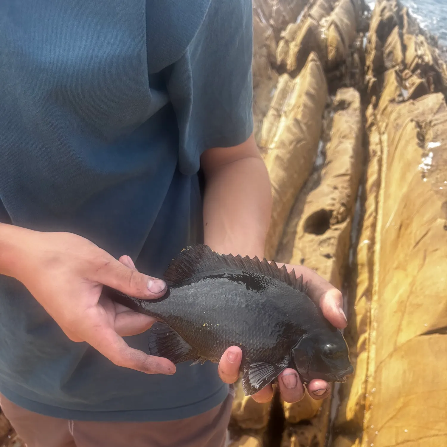 The most recent Black drummer catches on Fishbrain