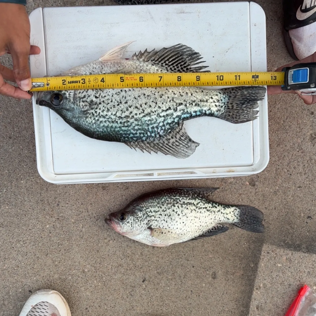 recently logged catches