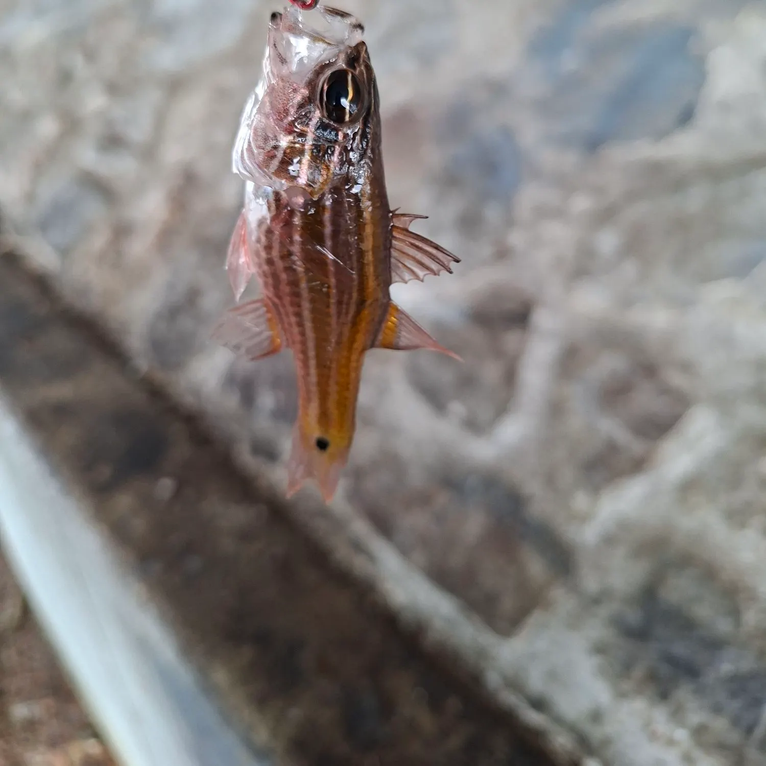 The most recent Sydney cardinalfish catches on Fishbrain