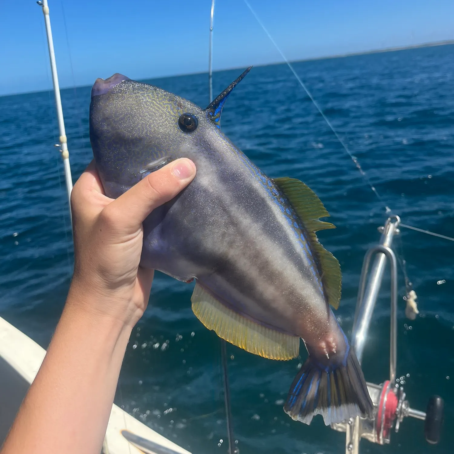 The most recent Six-spined leatherjacket catches on Fishbrain