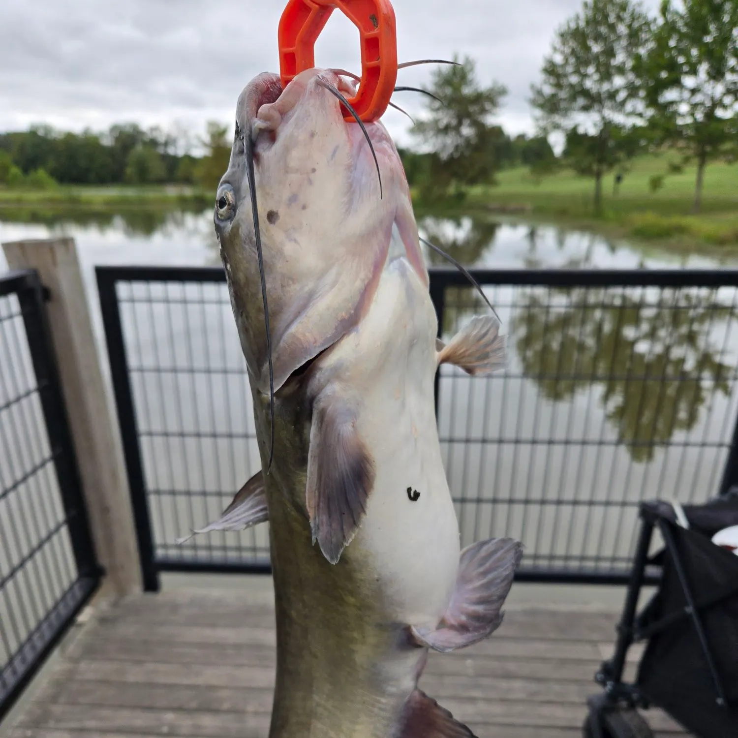 Channel catfish caught on Fishbrain