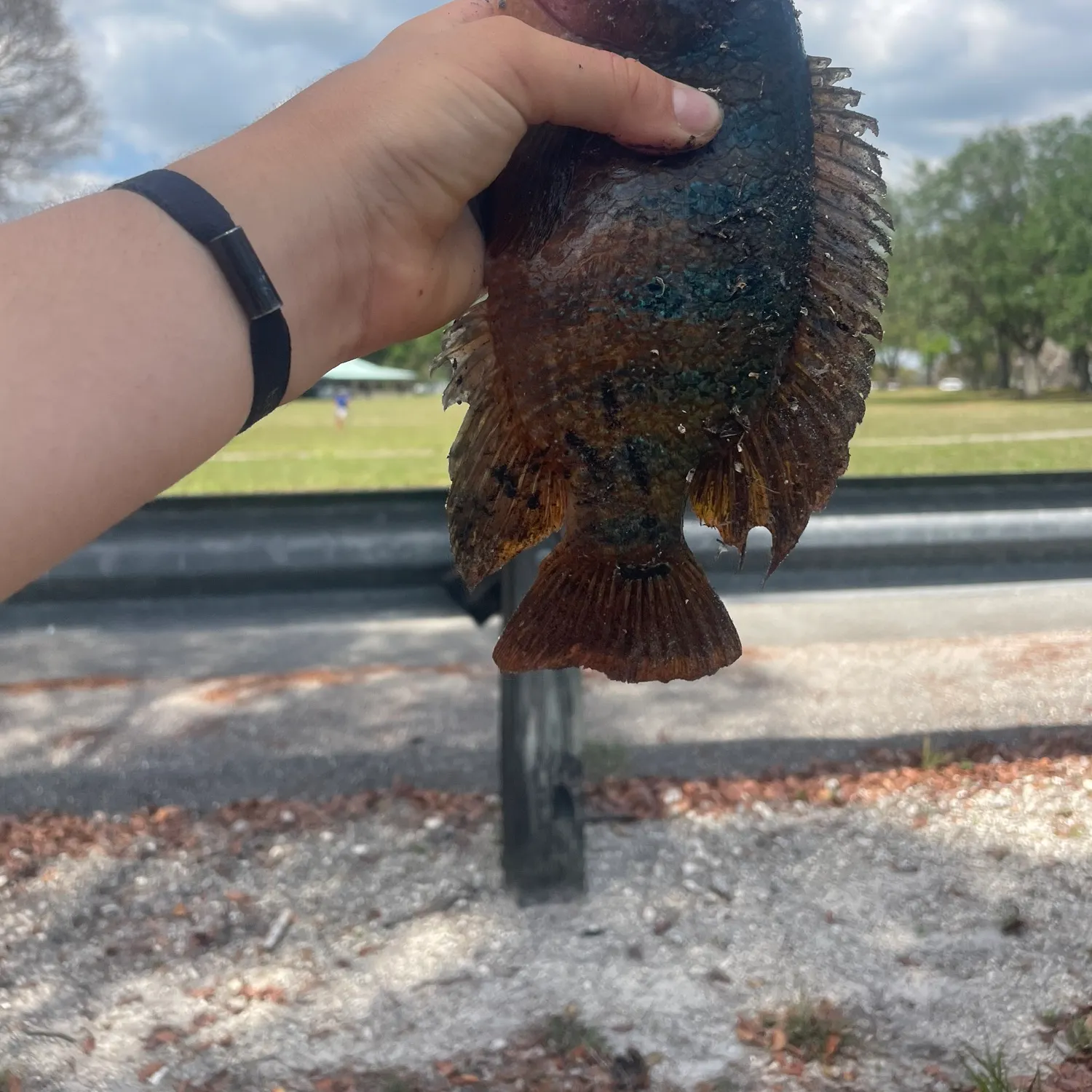 catch