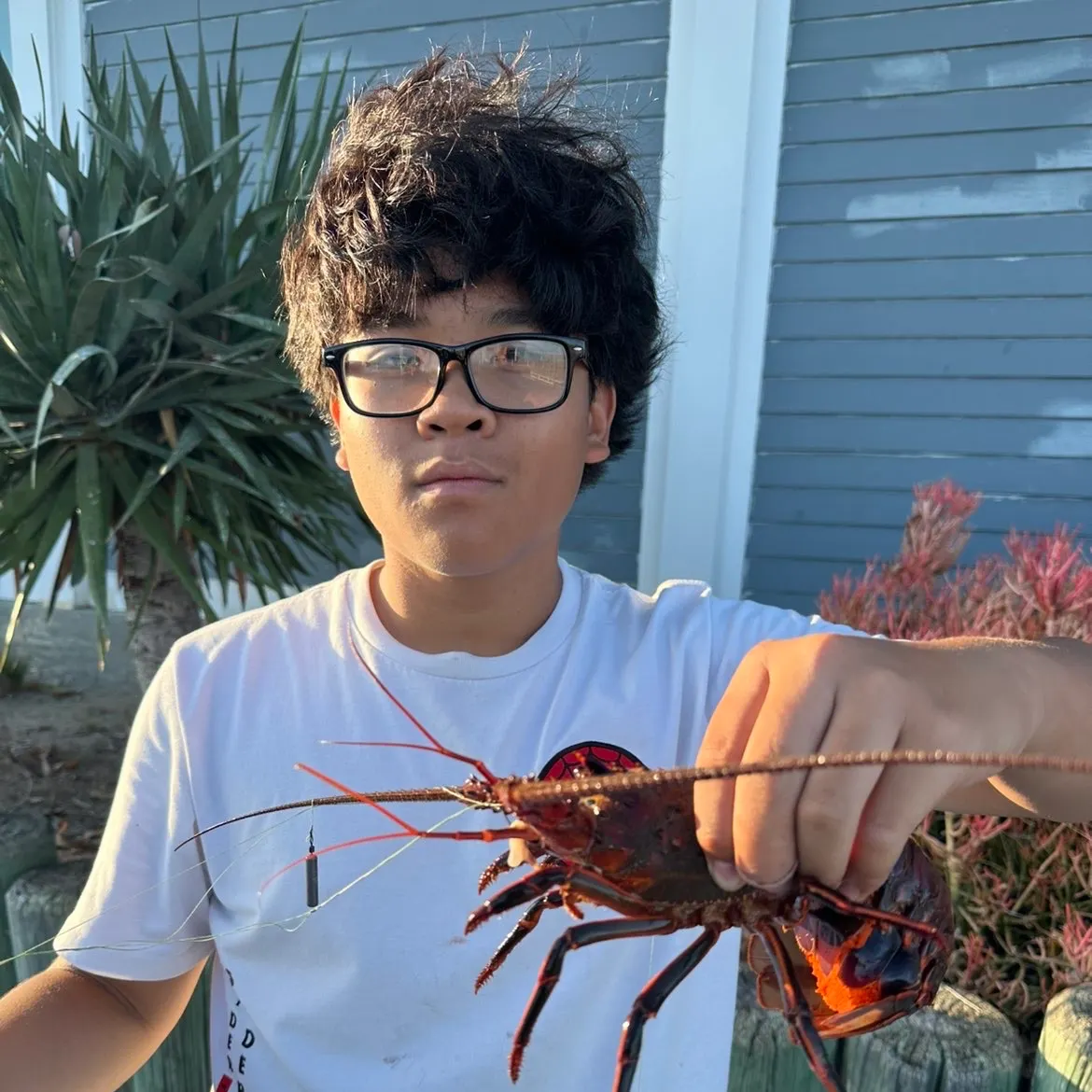 The most recent Southern rock lobster catches on Fishbrain
