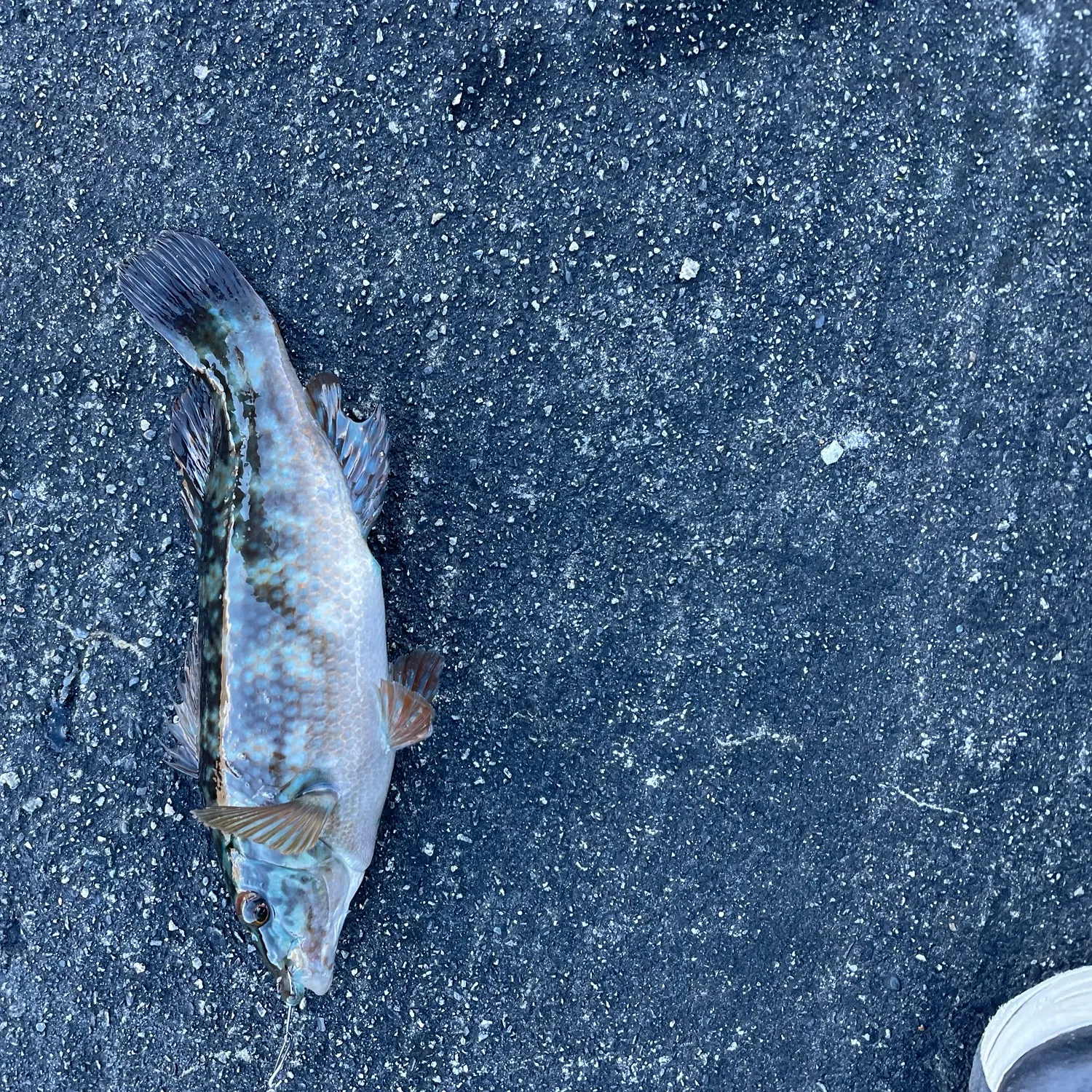 Fish caught on Fishbrain