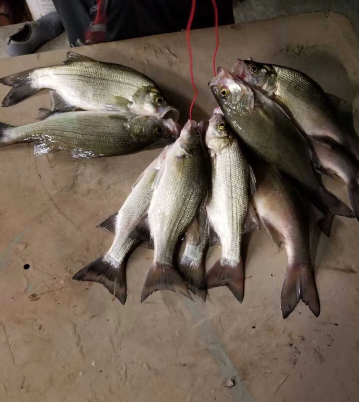 recently logged catches