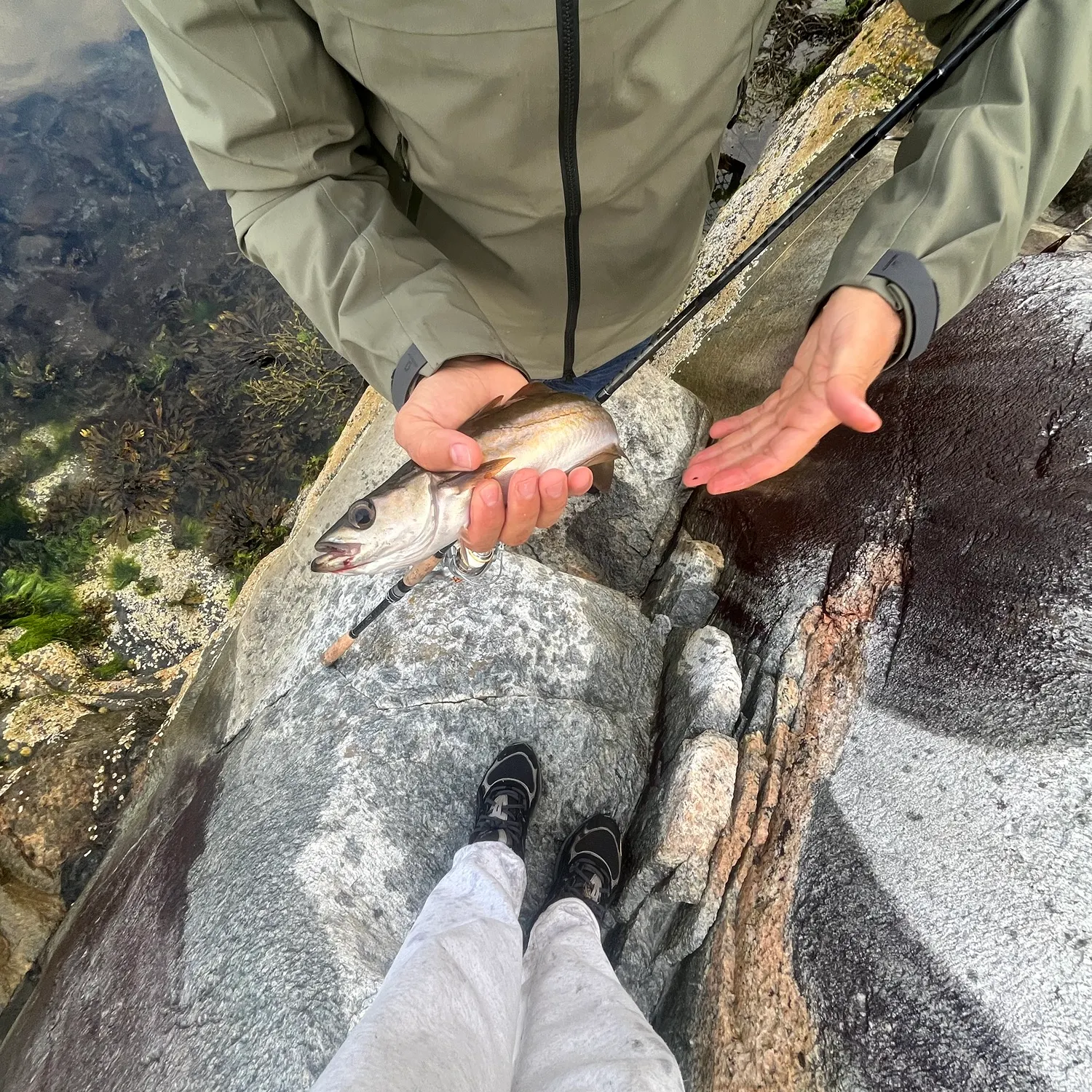Atlantic pollock caught on Fishbrain