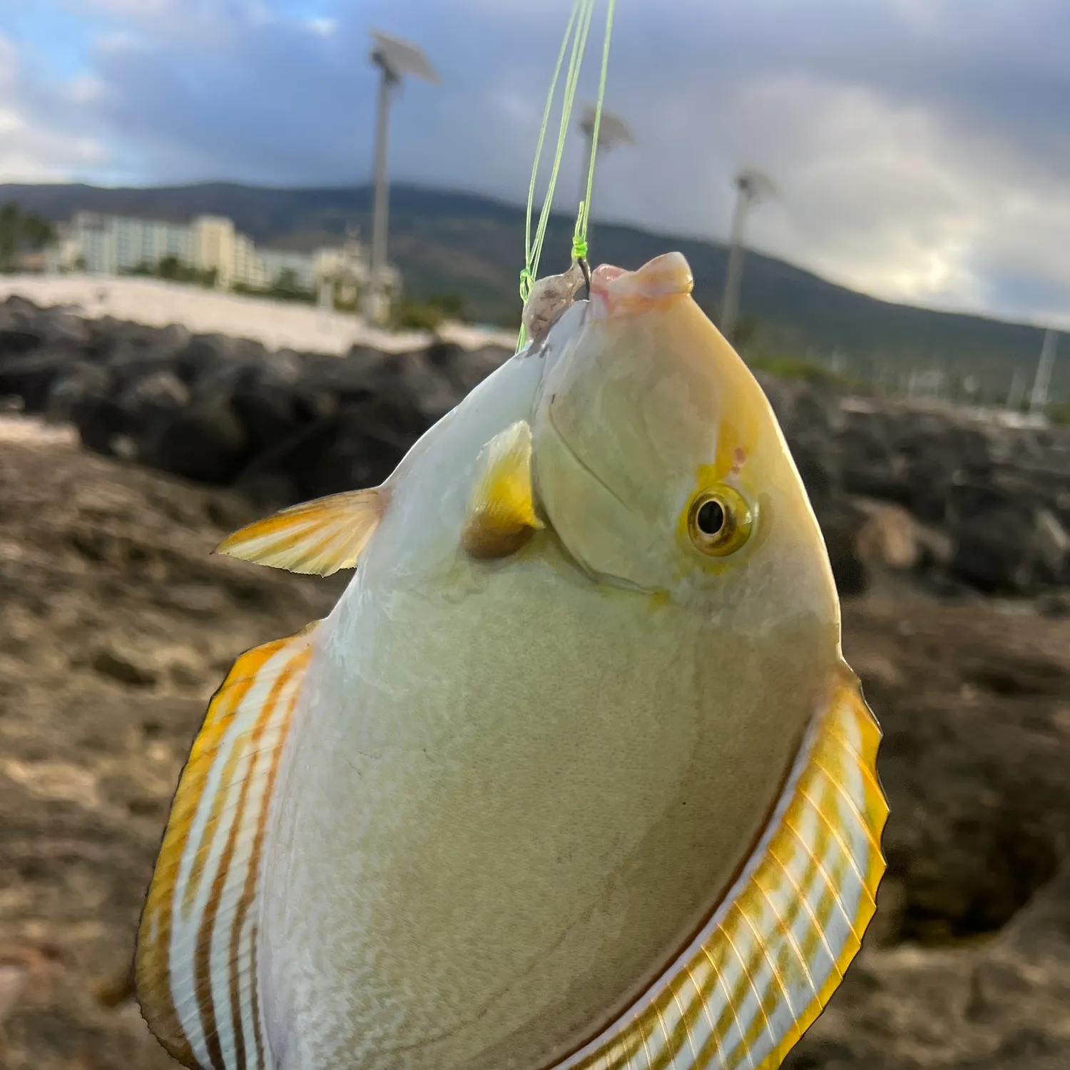 most liked catch image