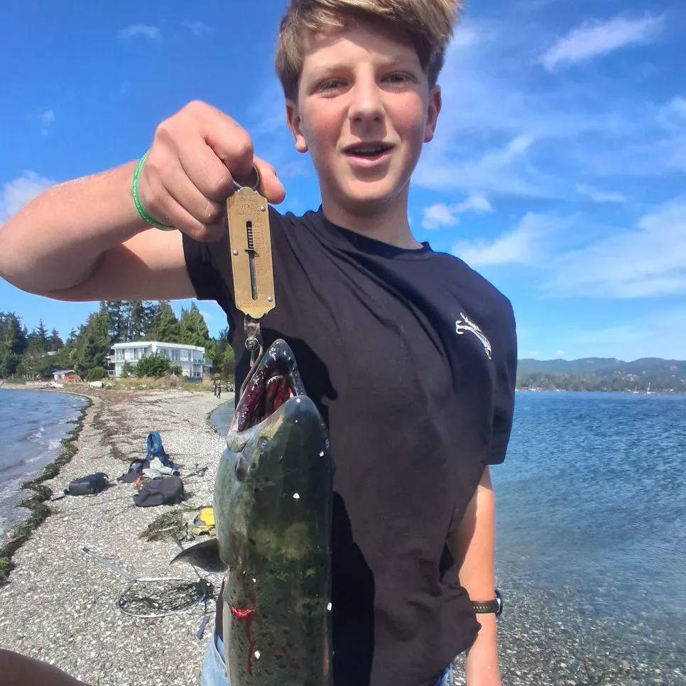 Coho salmon caught on Fishbrain