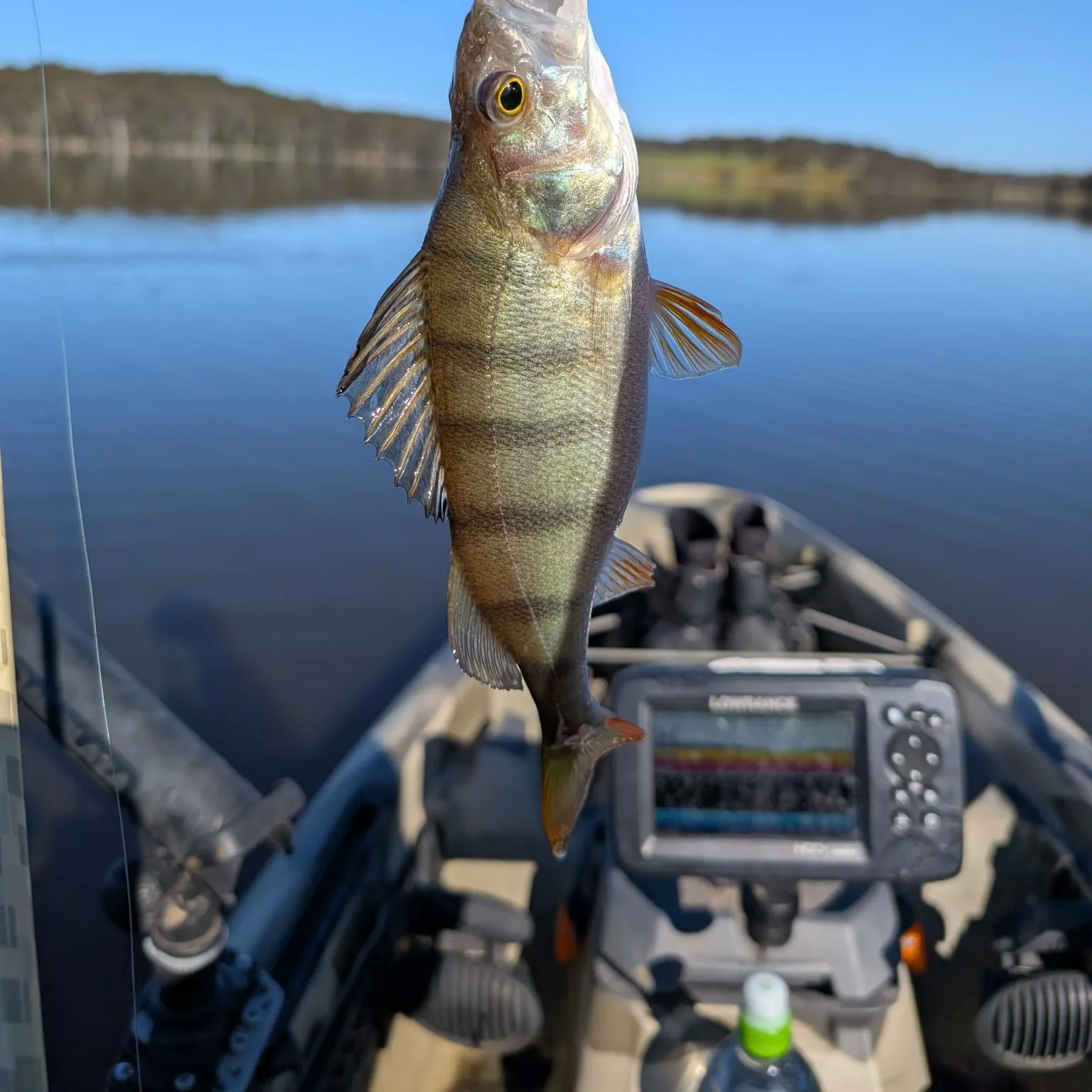 European perch caught on Fishbrain