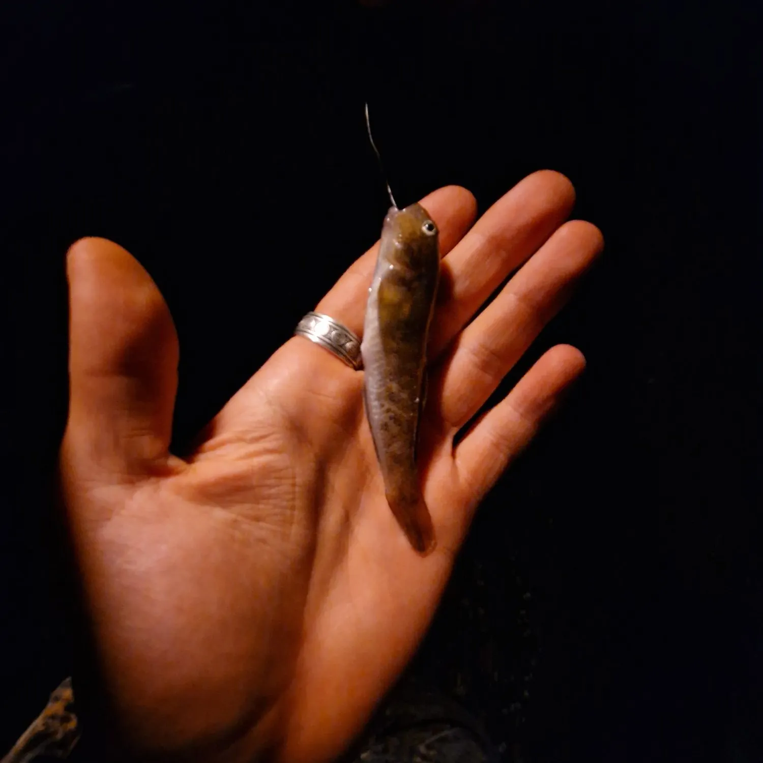 Fish caught on Fishbrain
