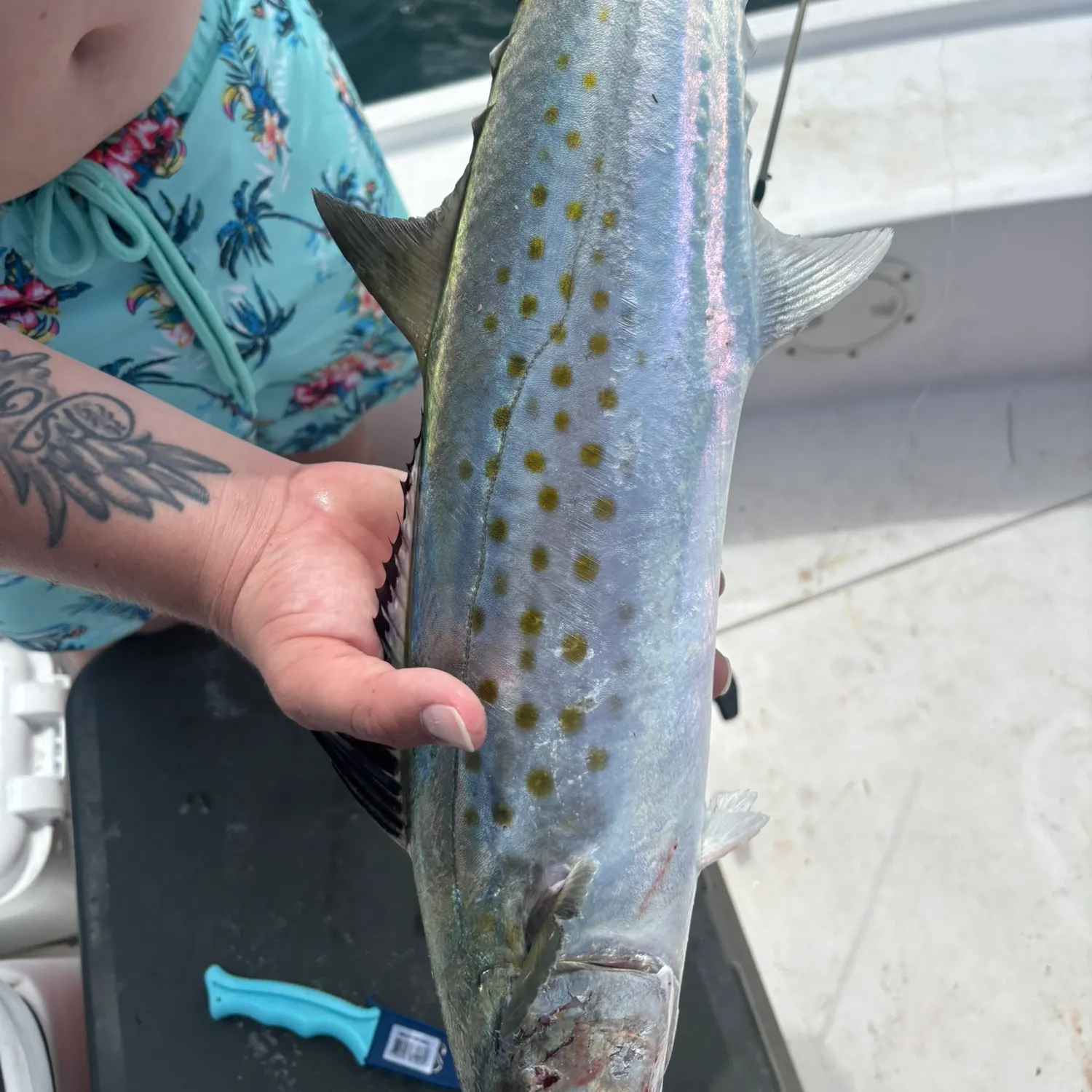 The most recent Spanish mackerel catches on Fishbrain