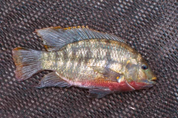 Redbelly tilapia