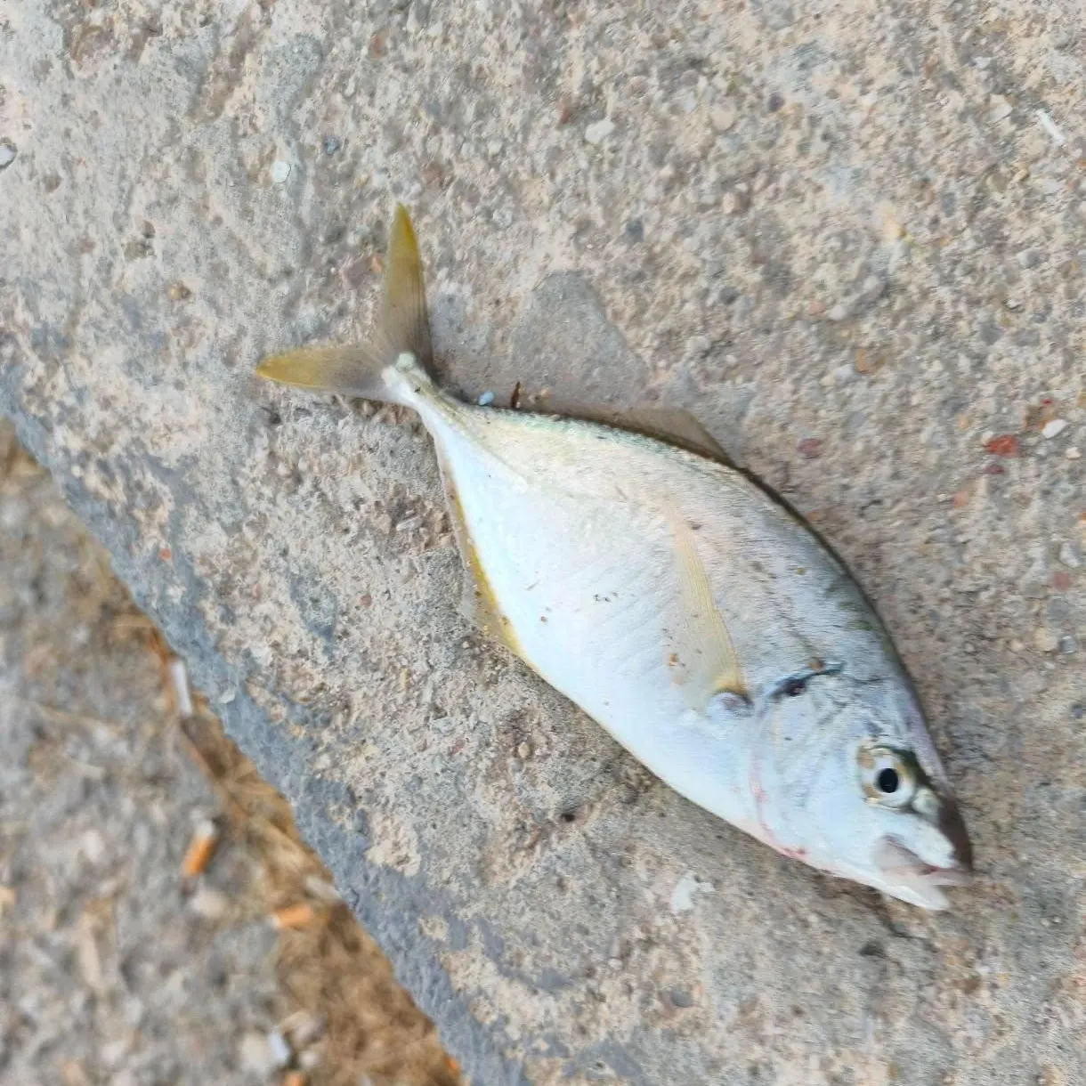 The most recent Leerfish catches on Fishbrain