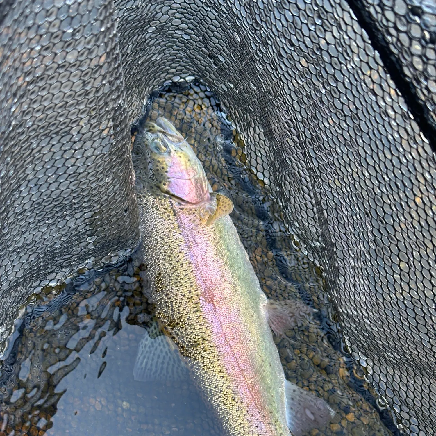 Rainbow trout caught on Fishbrain