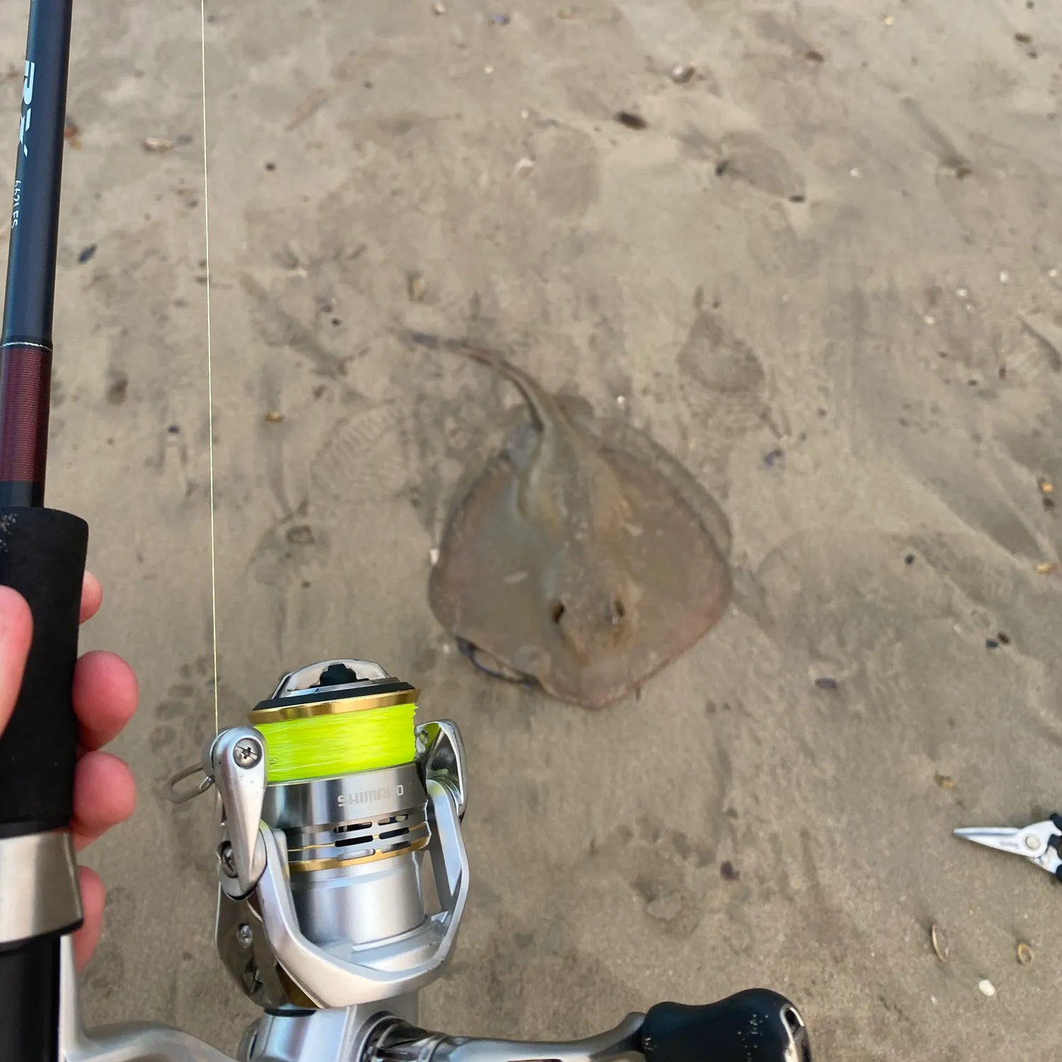 The most recent Short-tail stingray catches on Fishbrain