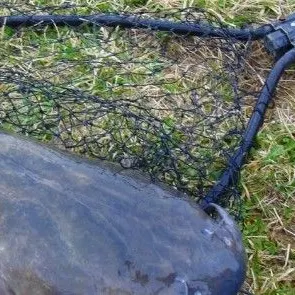 Wels catfish caught on Fishbrain