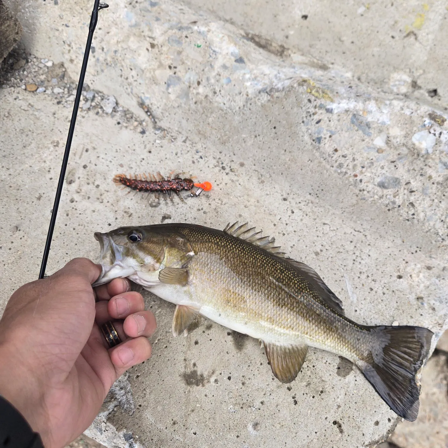 Smallmouth bass caught on Fishbrain