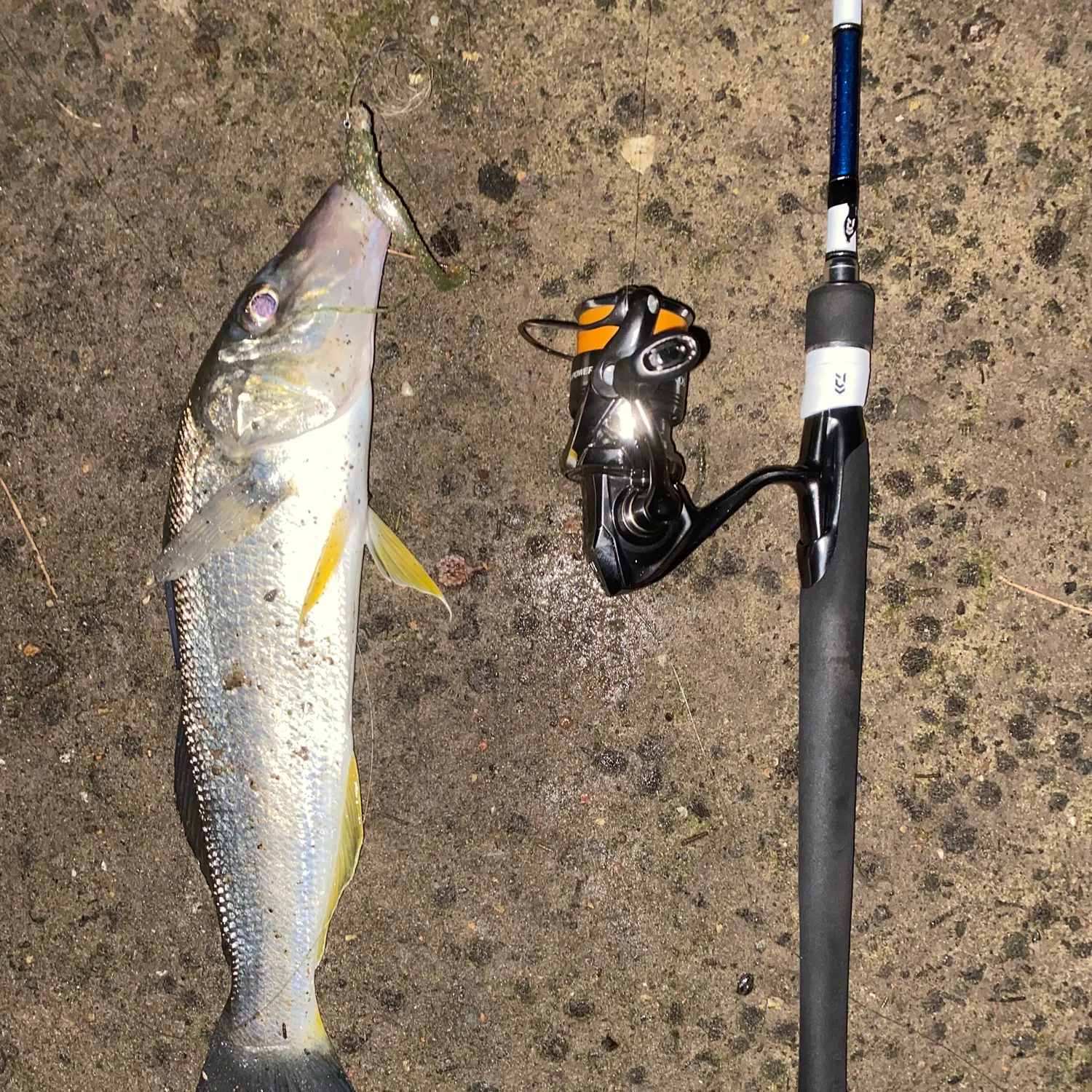 The most recent Sand sillago catches on Fishbrain