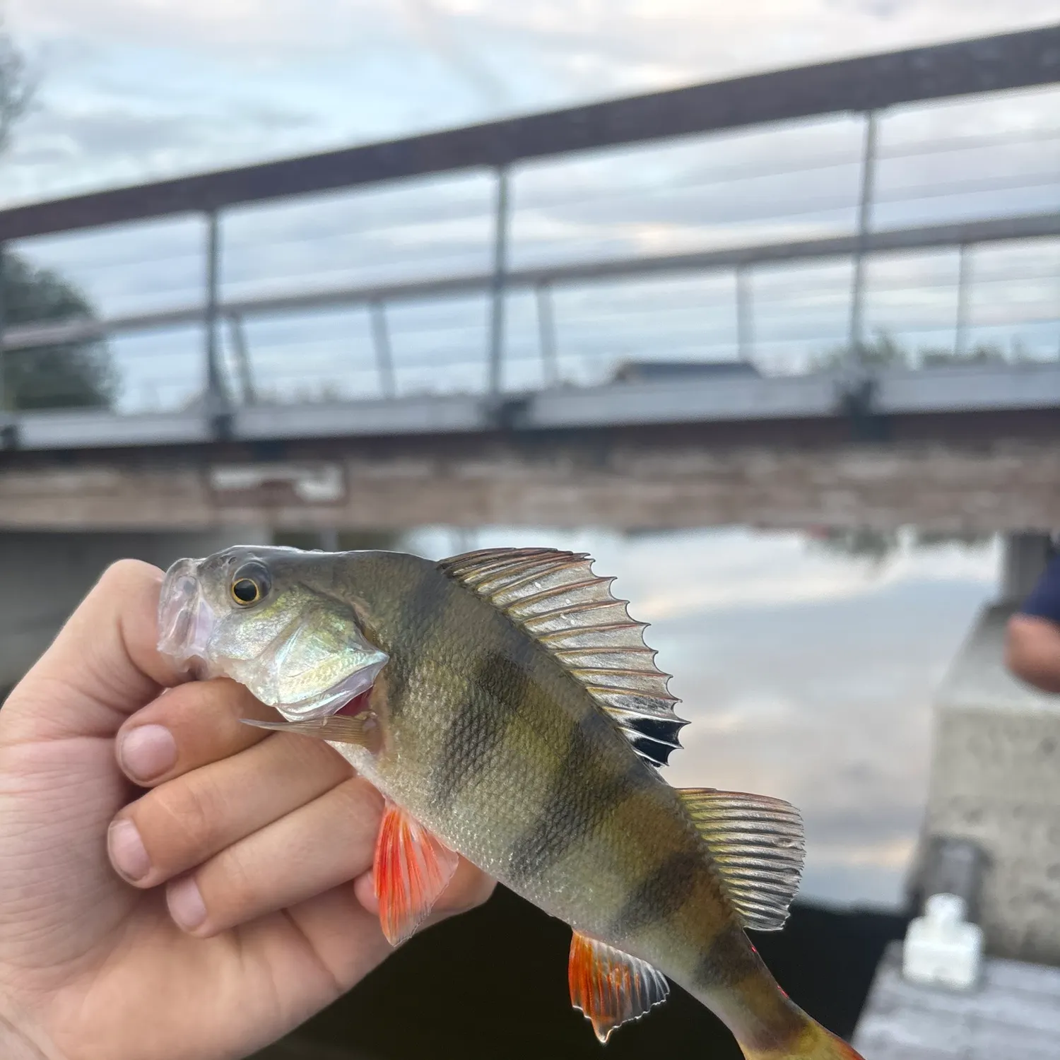European perch caught on Fishbrain