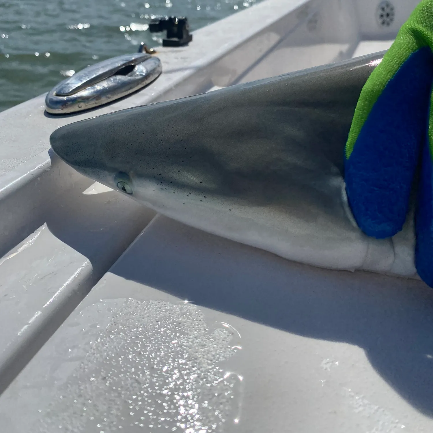 The most recent Finetooth shark catches on Fishbrain