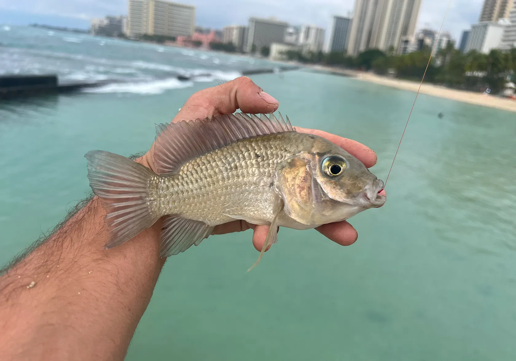 Blackchin Tilapia