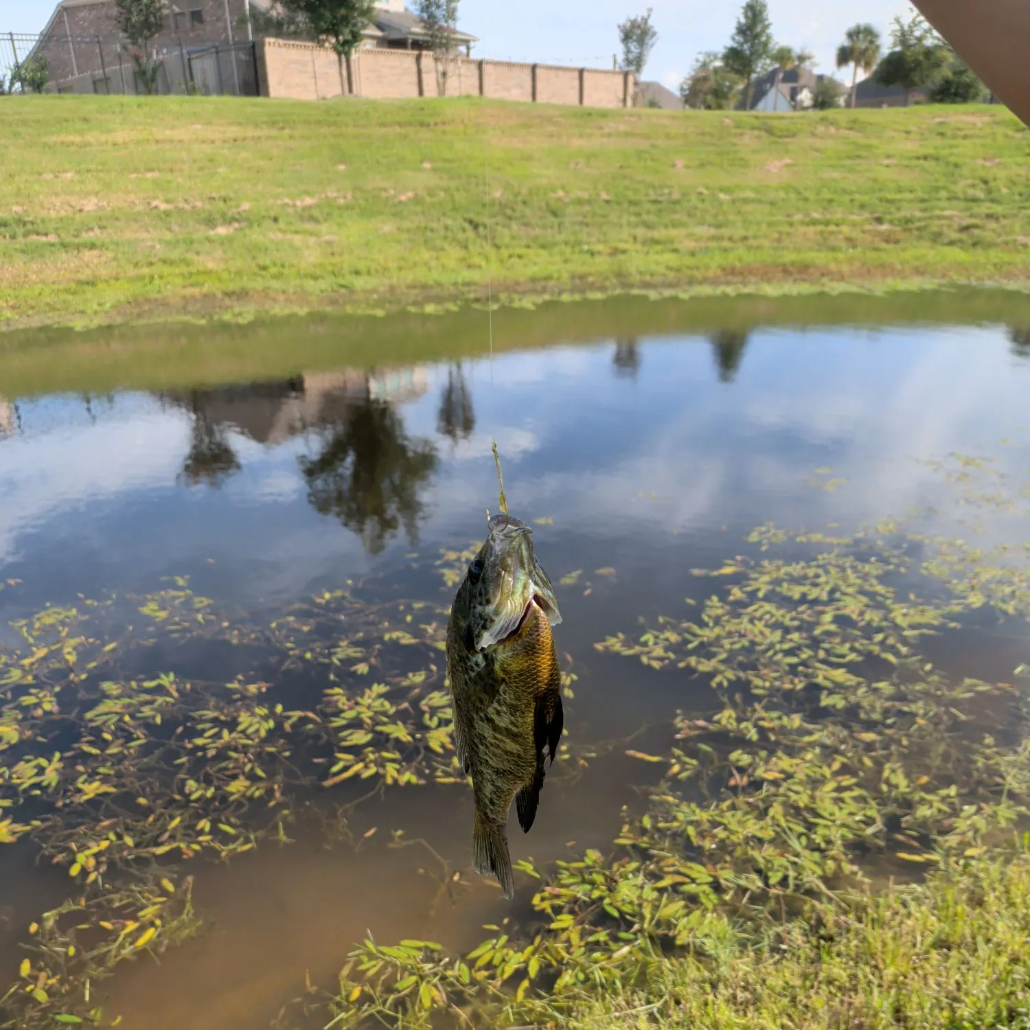 Bluegill caught on Fishbrain