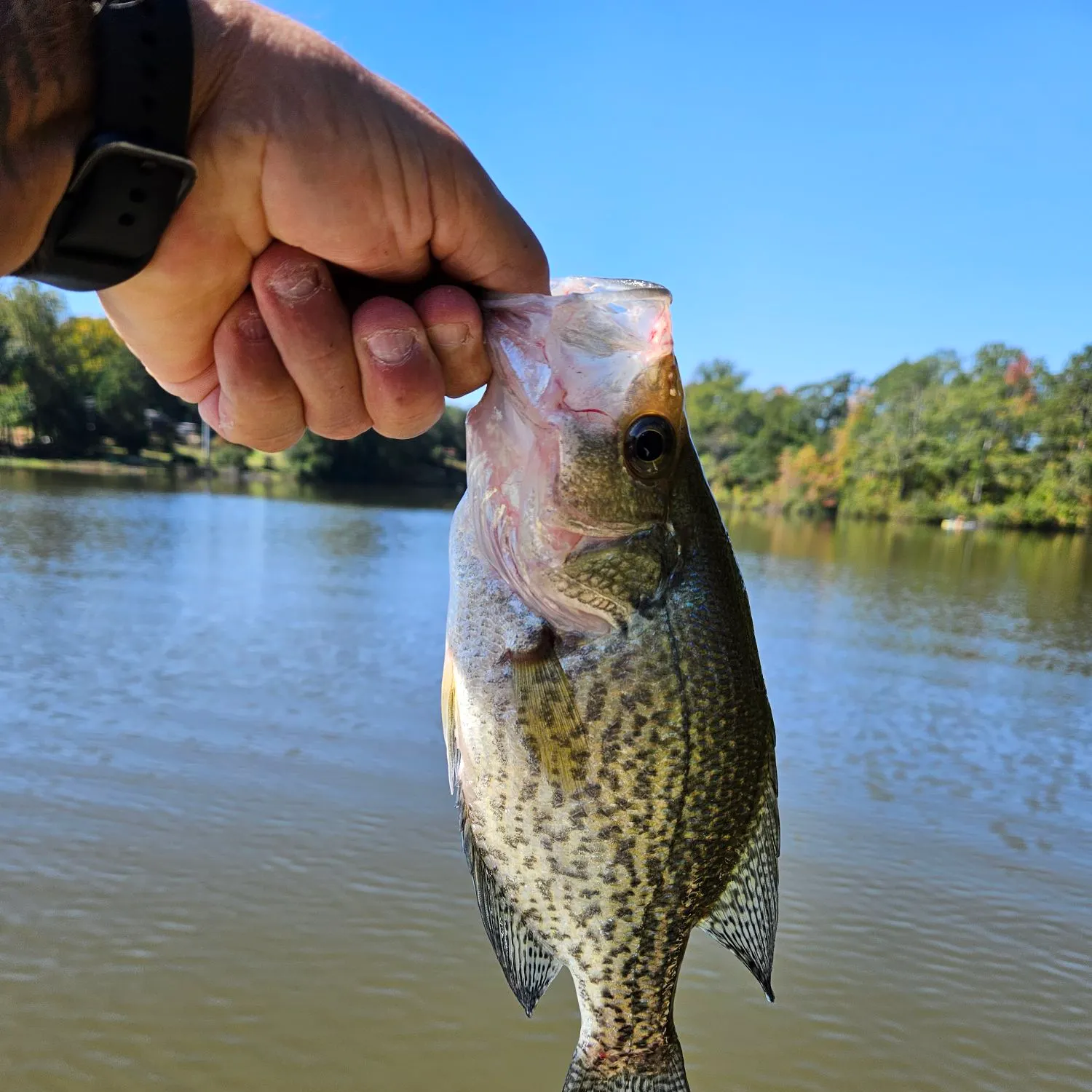 Black crappie caught on Fishbrain