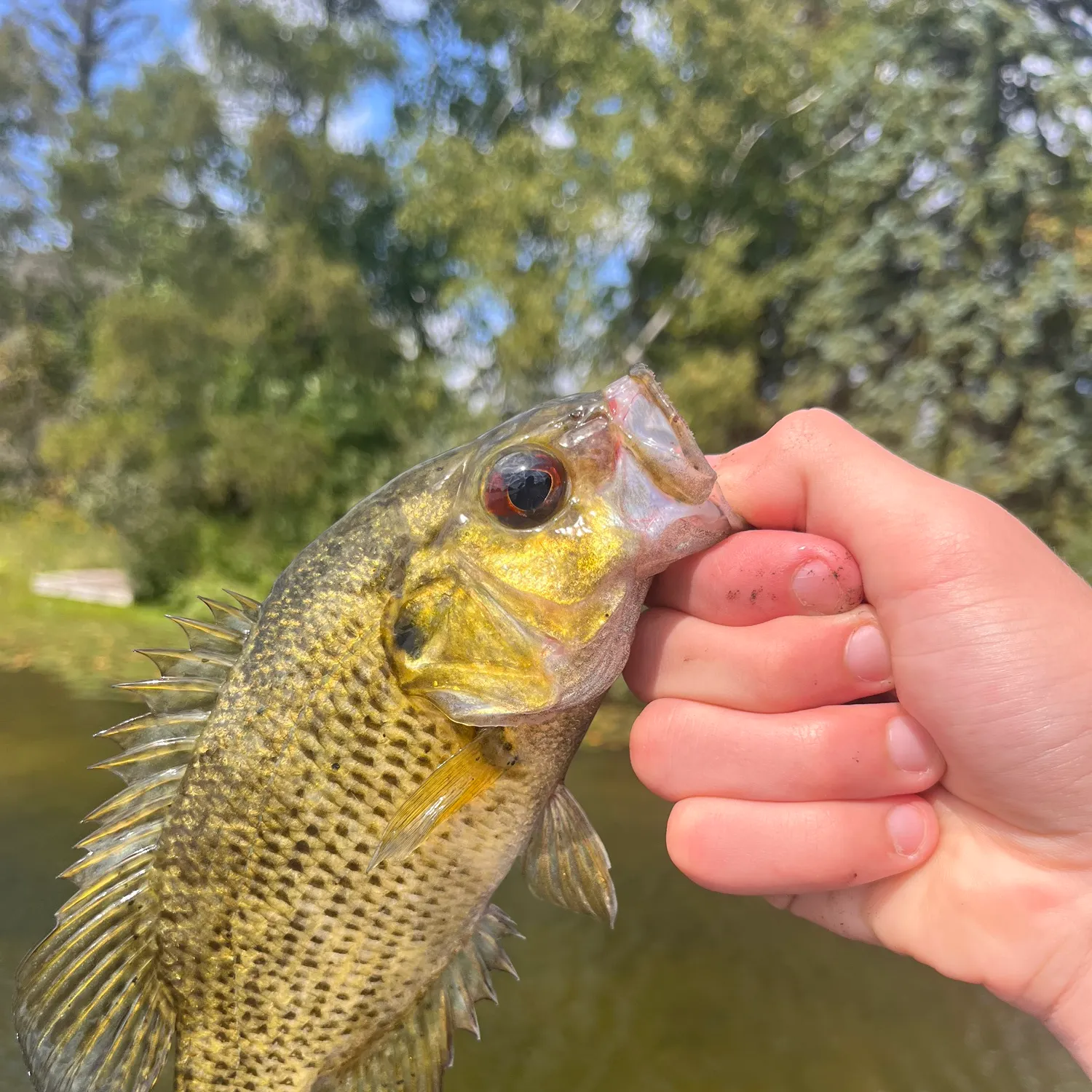 Rock bass caught on Fishbrain