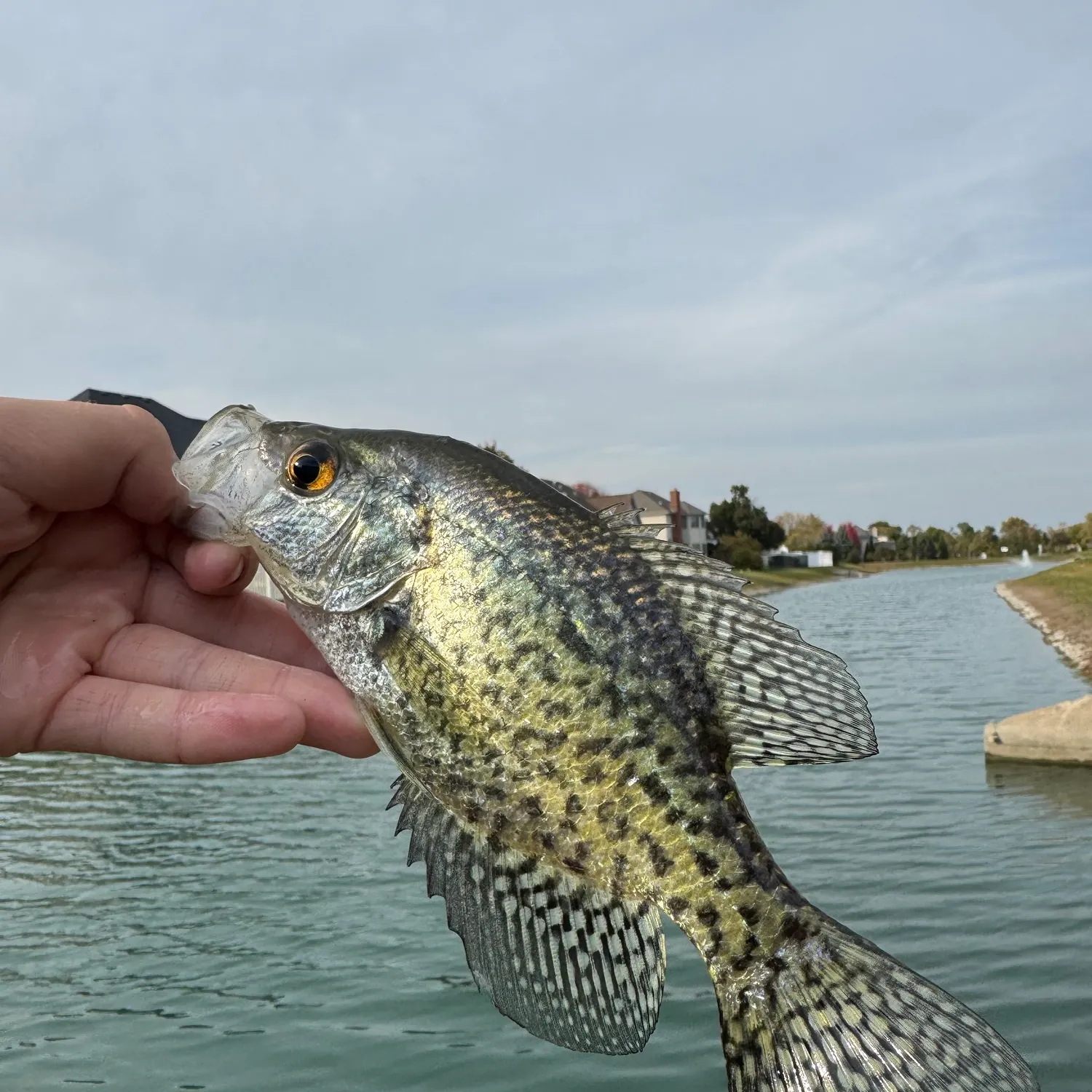 Black crappie caught on Fishbrain