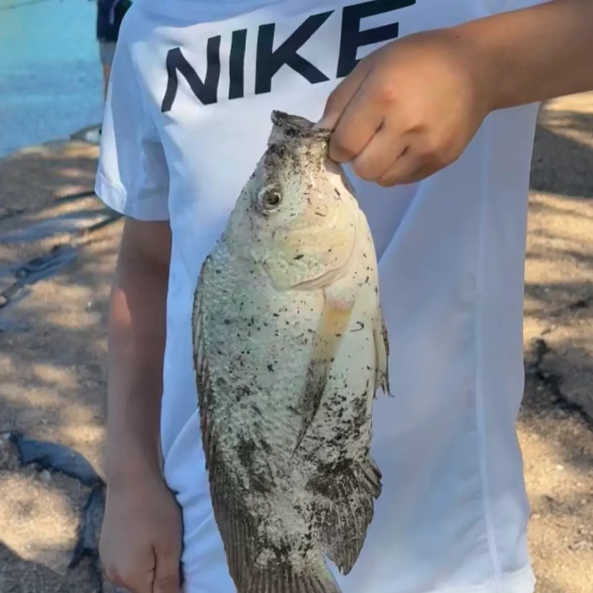 The most recent Bidyan perch catches on Fishbrain