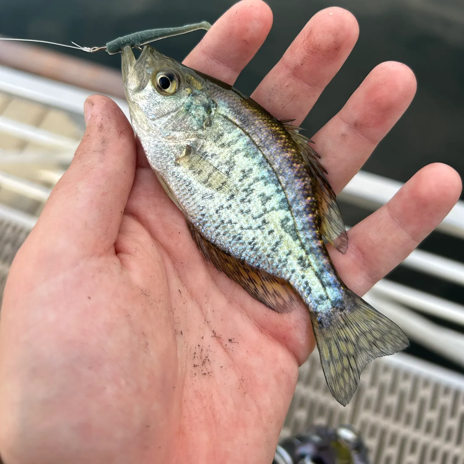 White crappie caught on Fishbrain