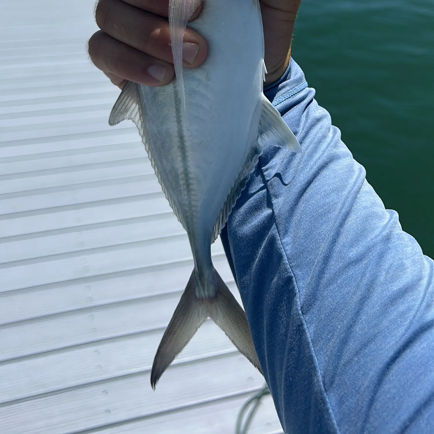 Blue runner caught on Fishbrain