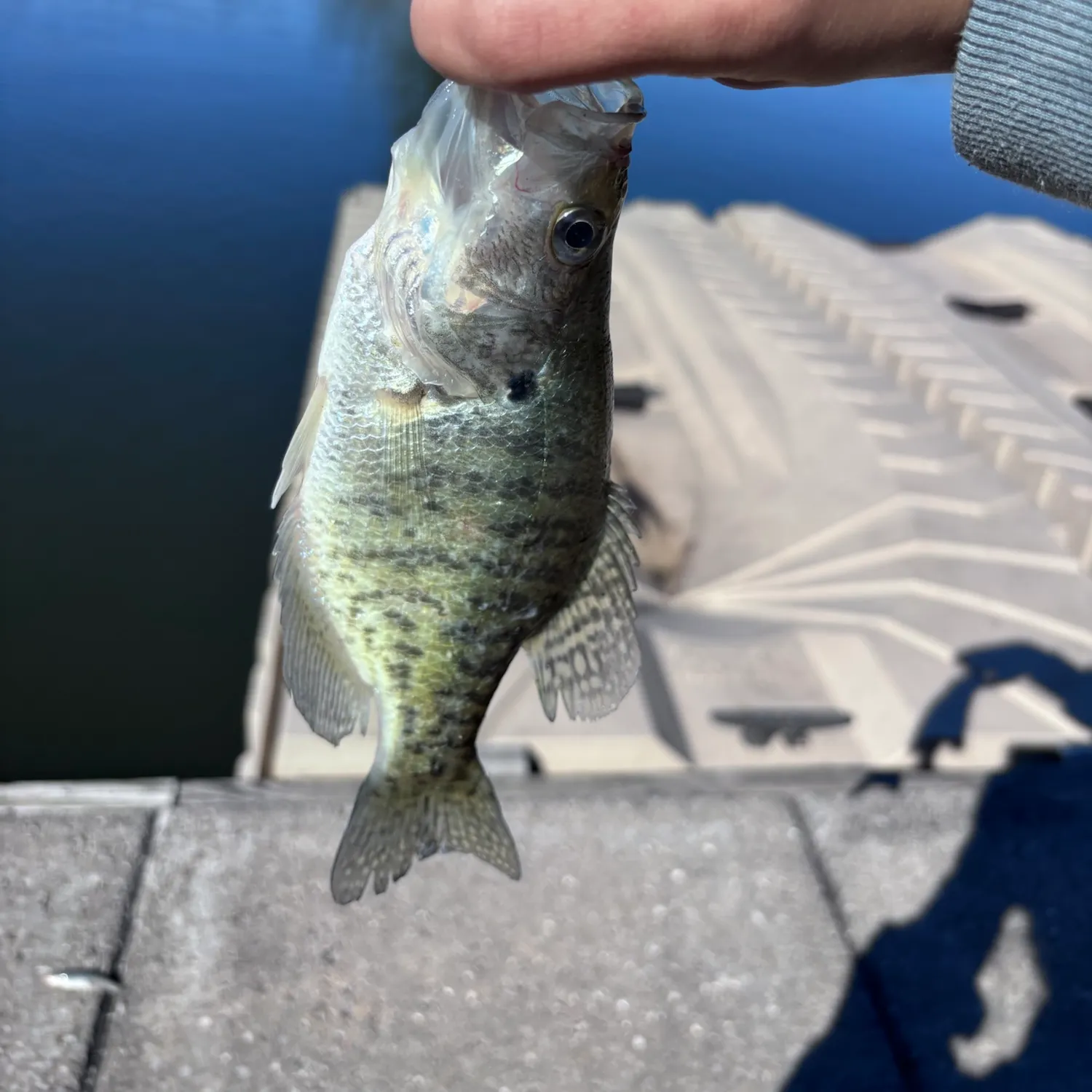 White crappie caught on Fishbrain