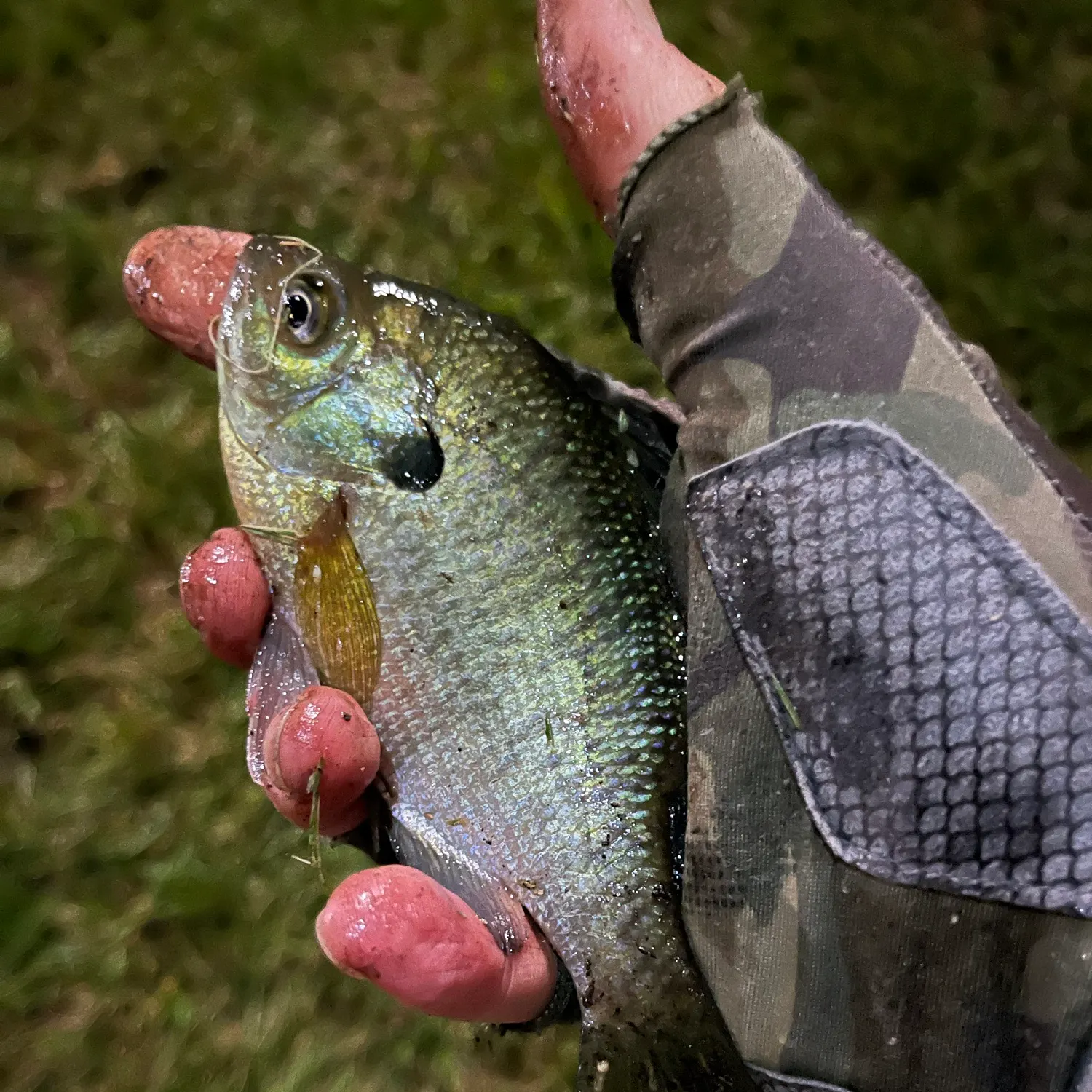 Bluegill caught on Fishbrain