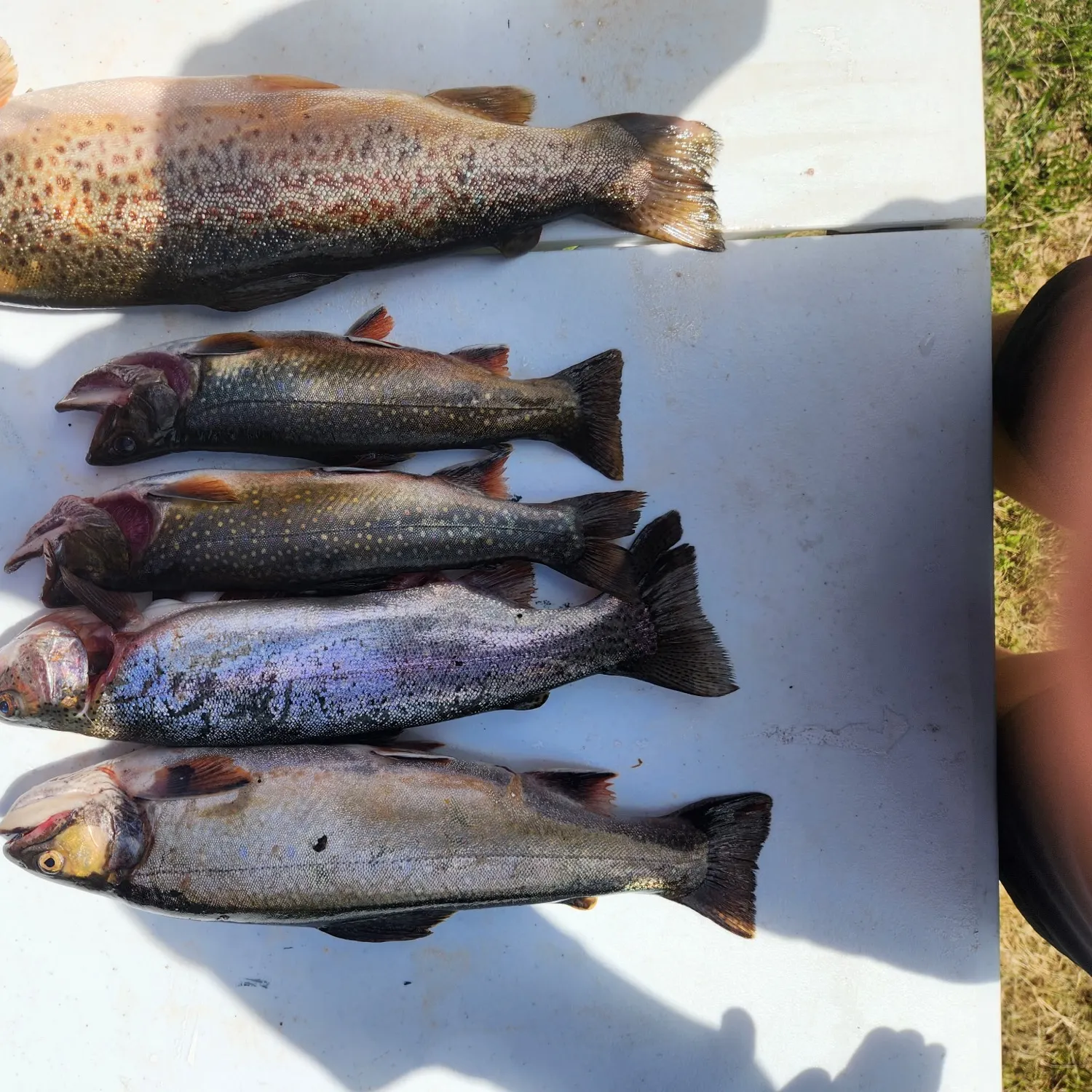 recently logged catches