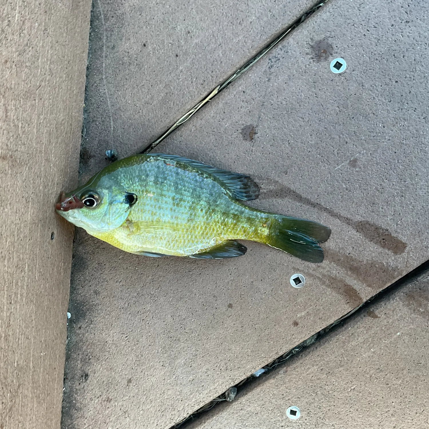 Bluegill caught on Fishbrain